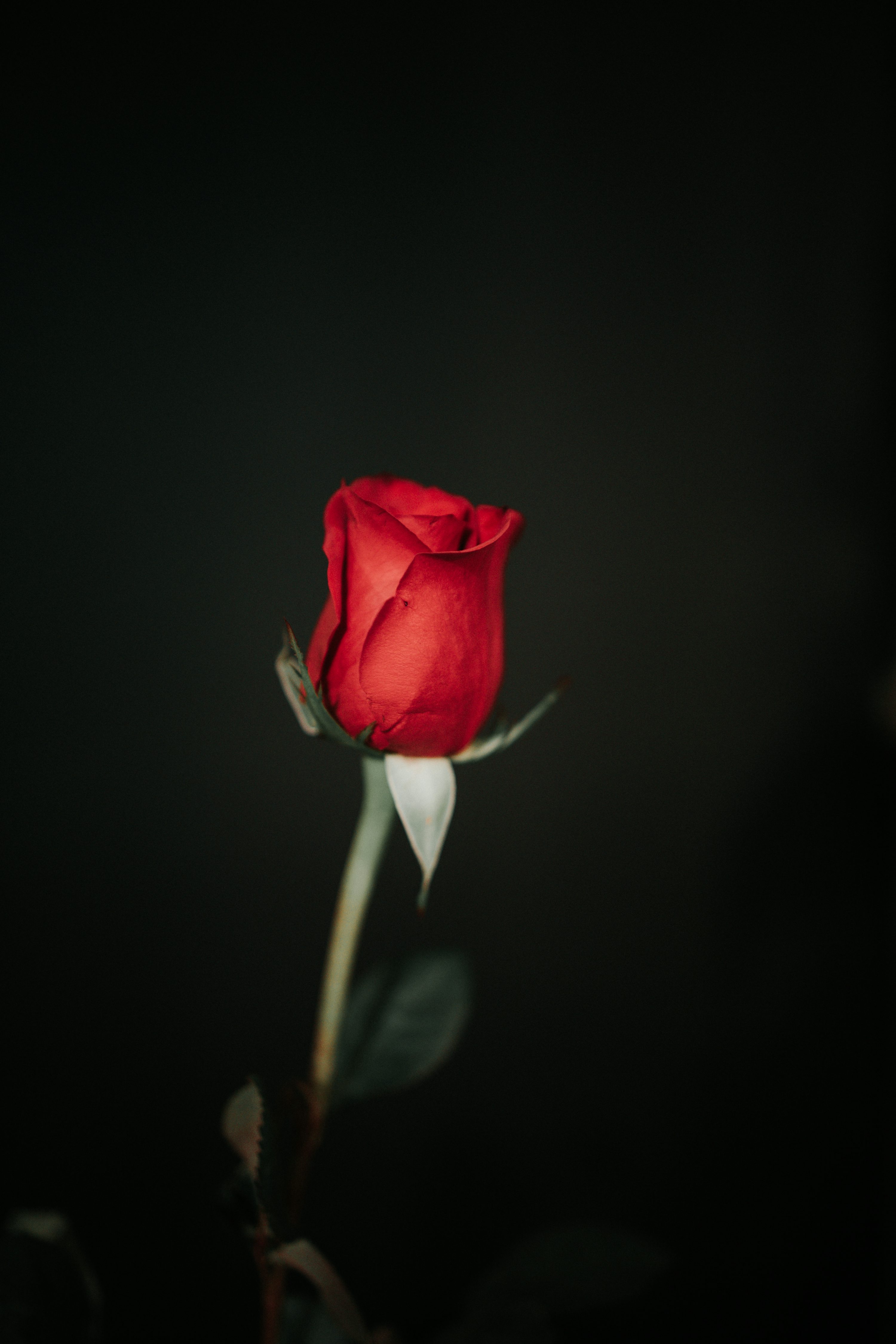 Rose In Black Background Picture