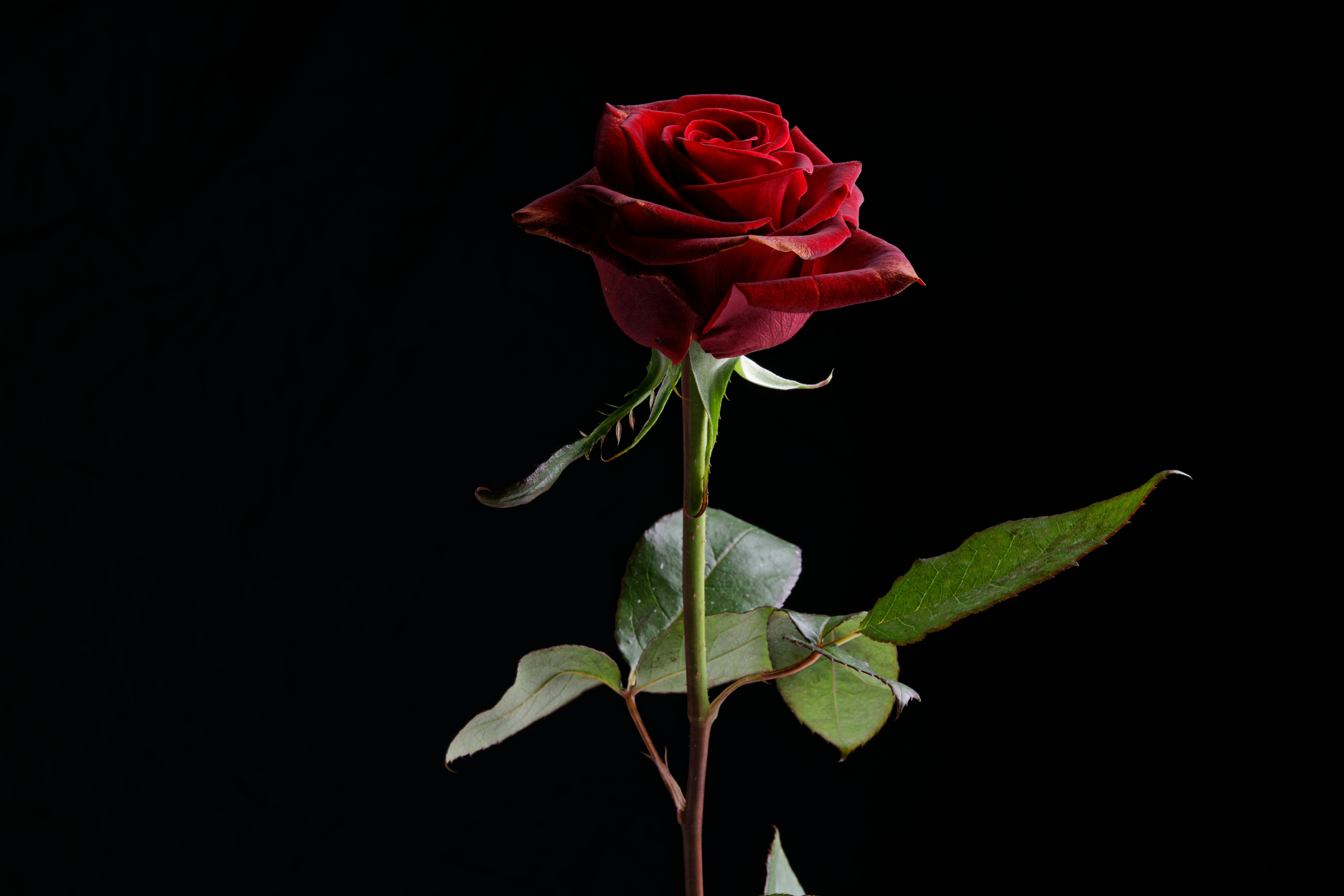 Red Rose in Black Background · Free