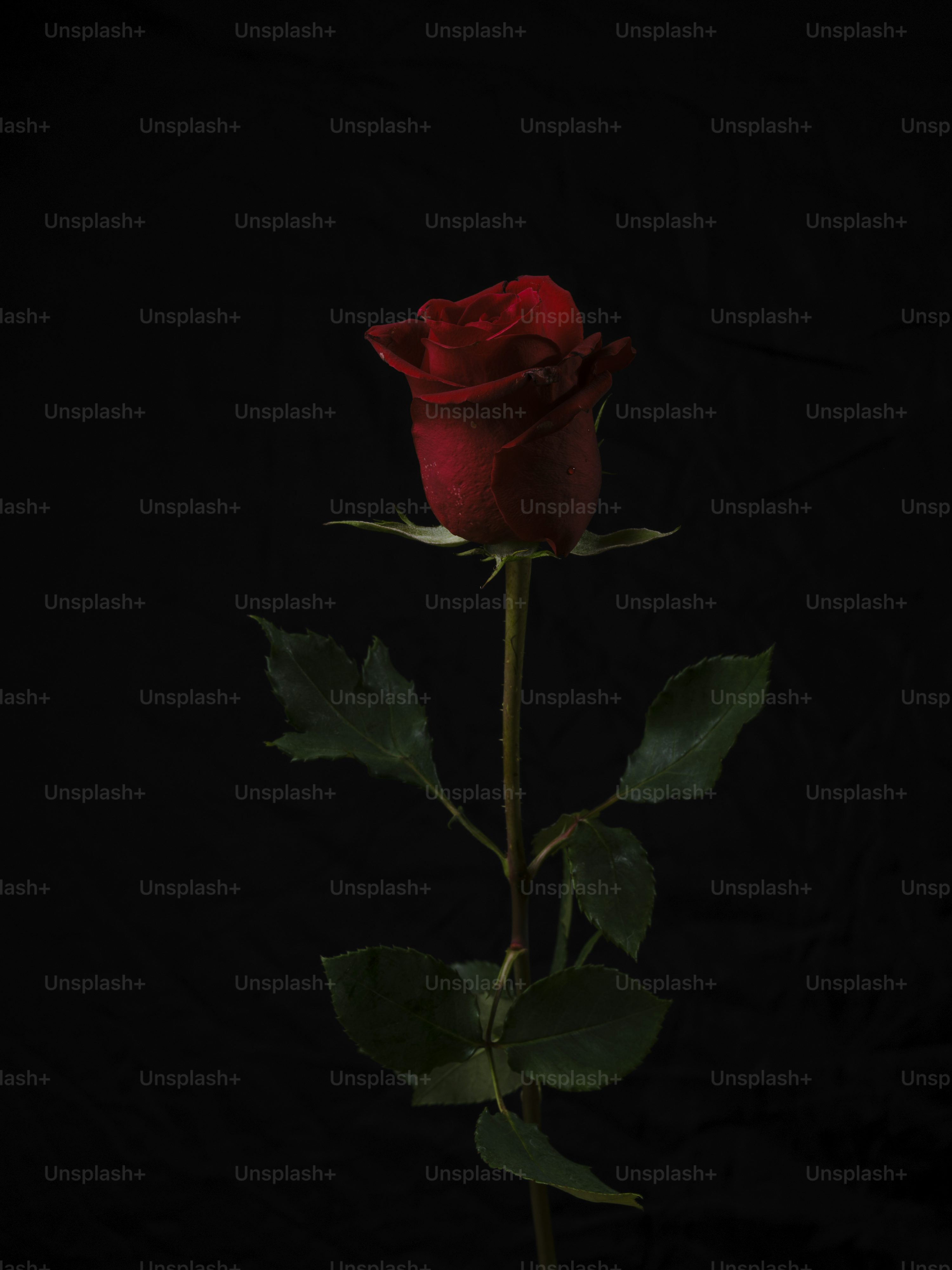Rose In Black Background Picture