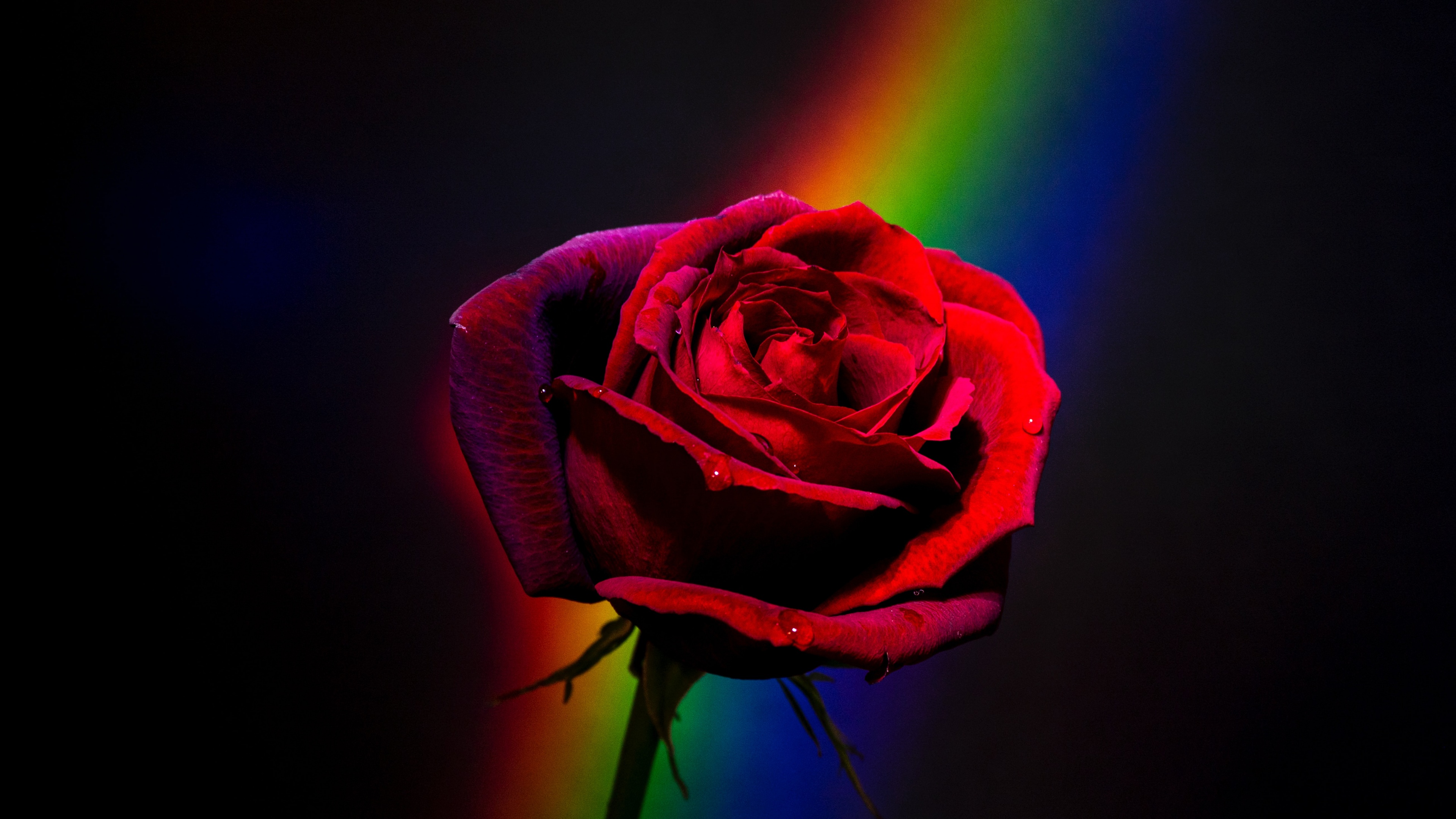 Red Rose Wallpaper 4K, Black background, Rainbow