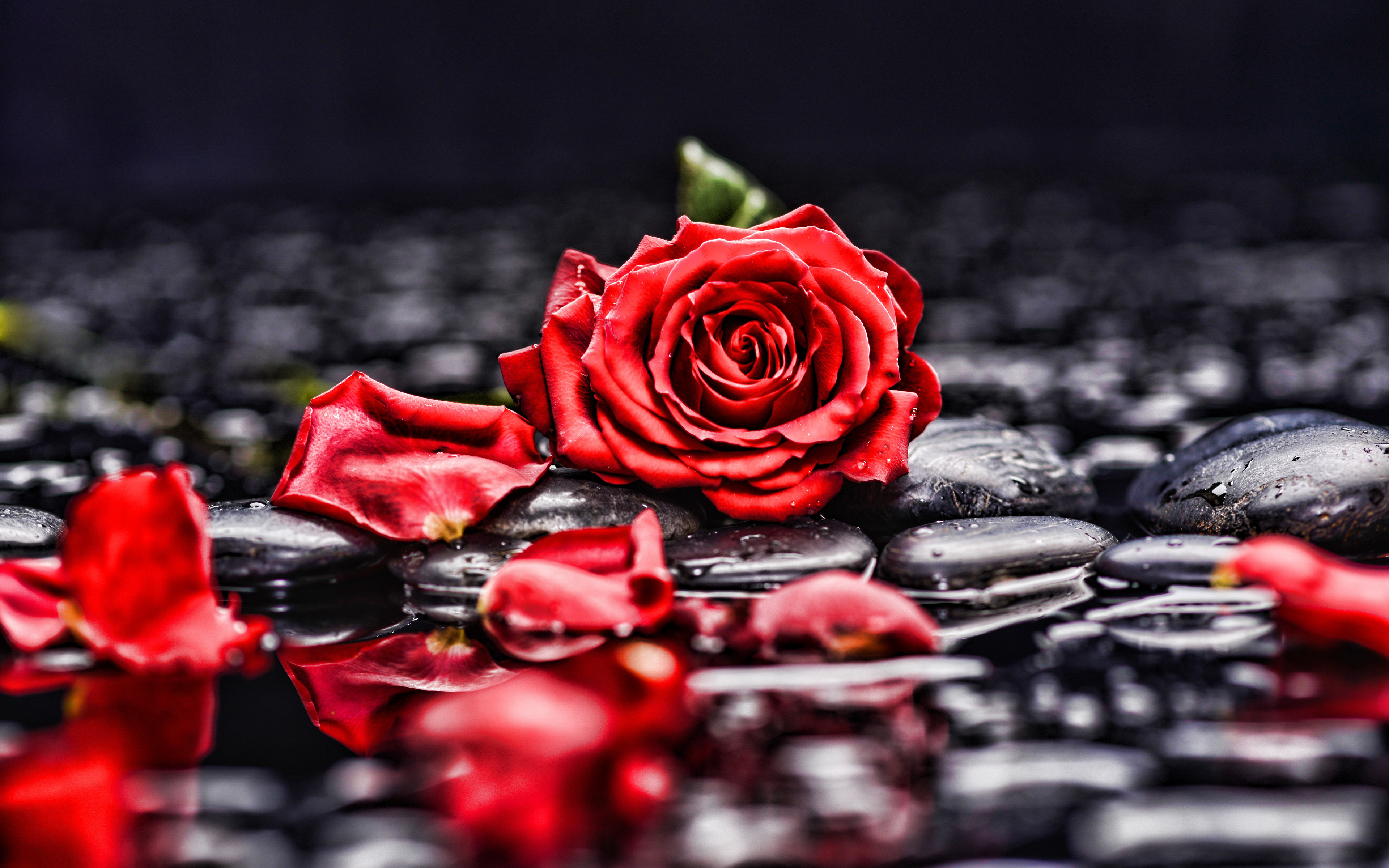 Download Petal Stone Red Rose Red Flower Flower Nature Rose 4k Ultra HD Wallpaper
