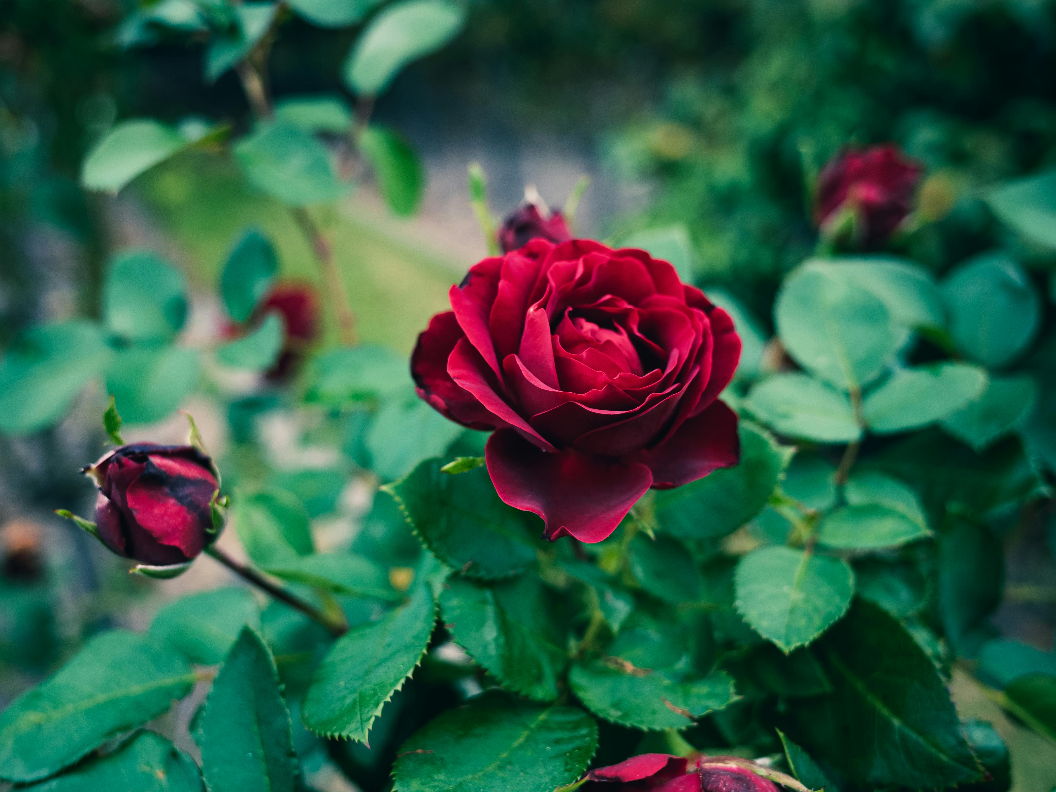 Dark Red Rose Photo, Download The BEST Free Dark Red Rose & HD Image