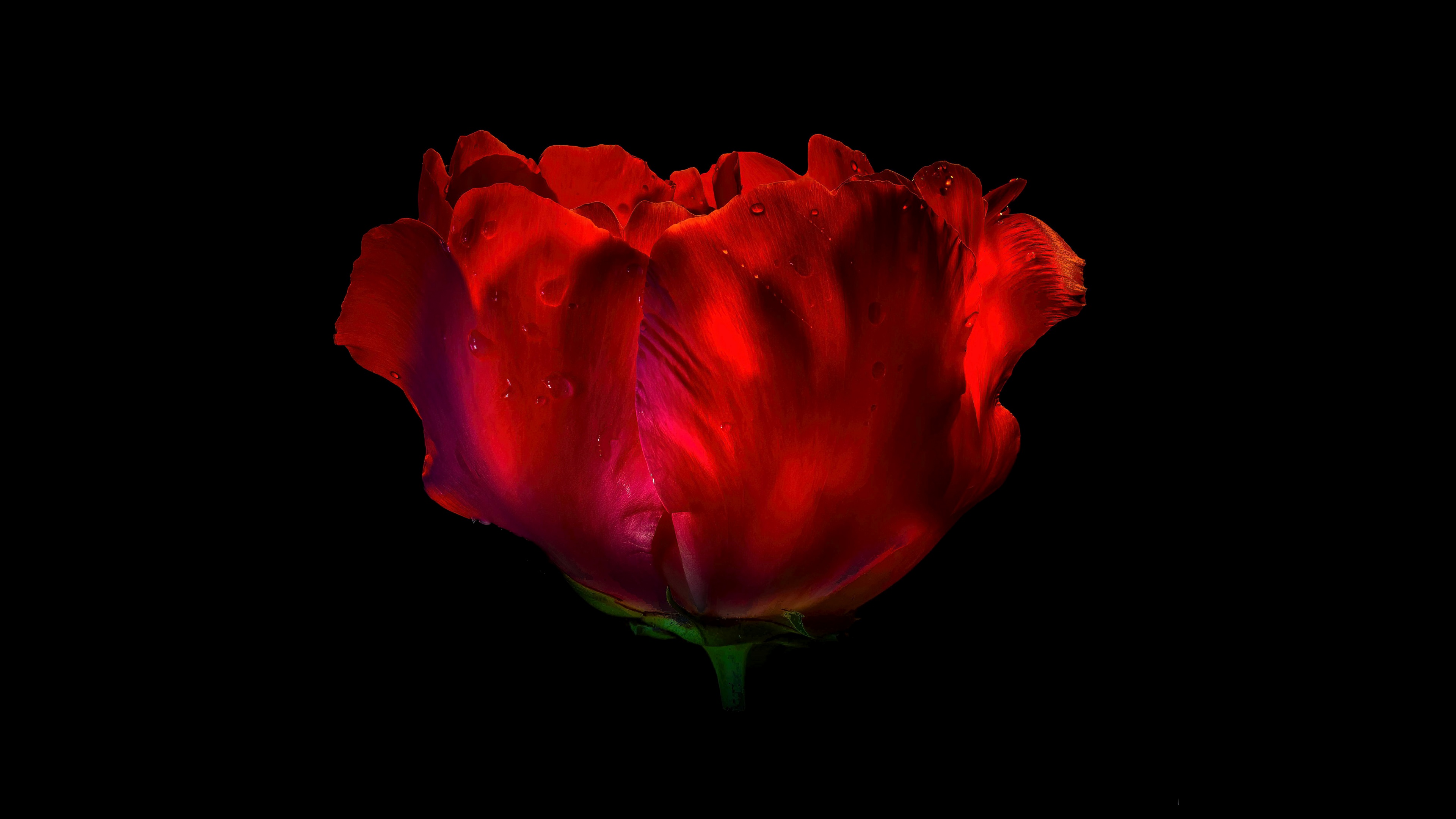 Red Rose Wallpaper 4K, AMOLED, 8K, Red flower