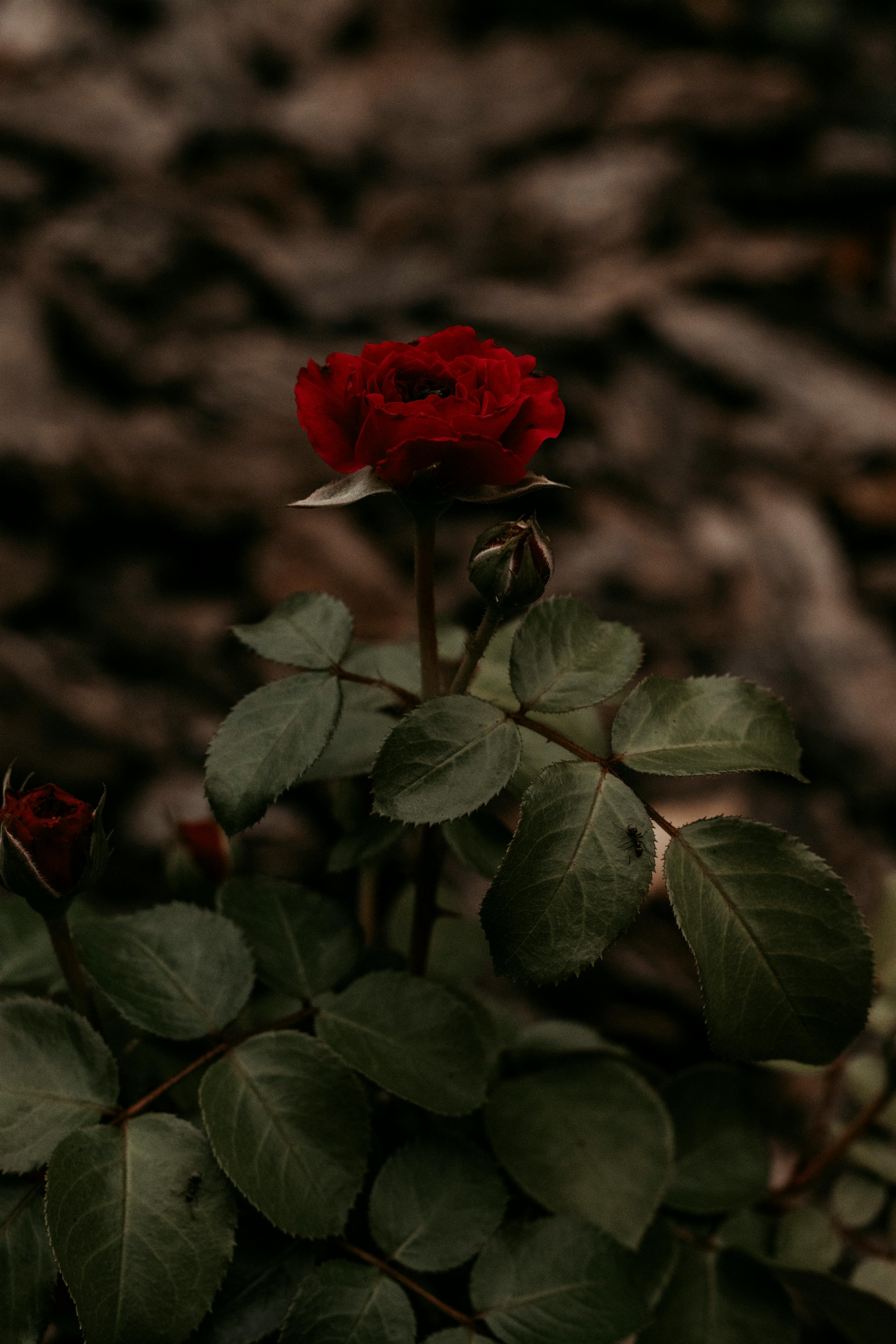 Red Rose on a Branch · Free