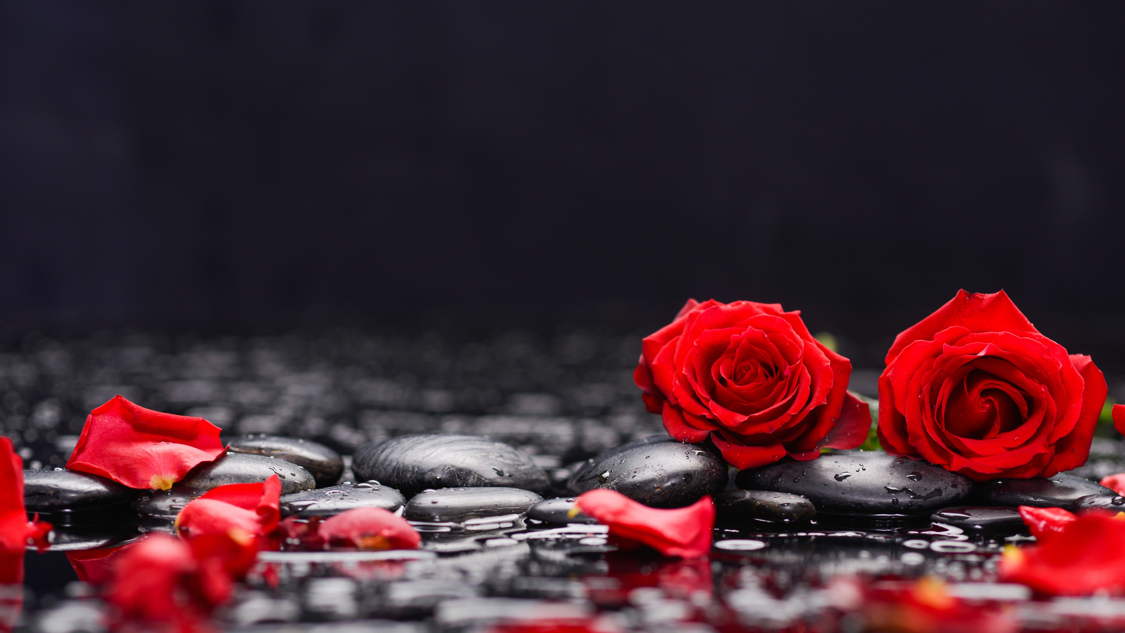 Beautiful Red Roses Flowers Petals Water Reflection In Black Background 4K 5K HD Rose Wallpaper