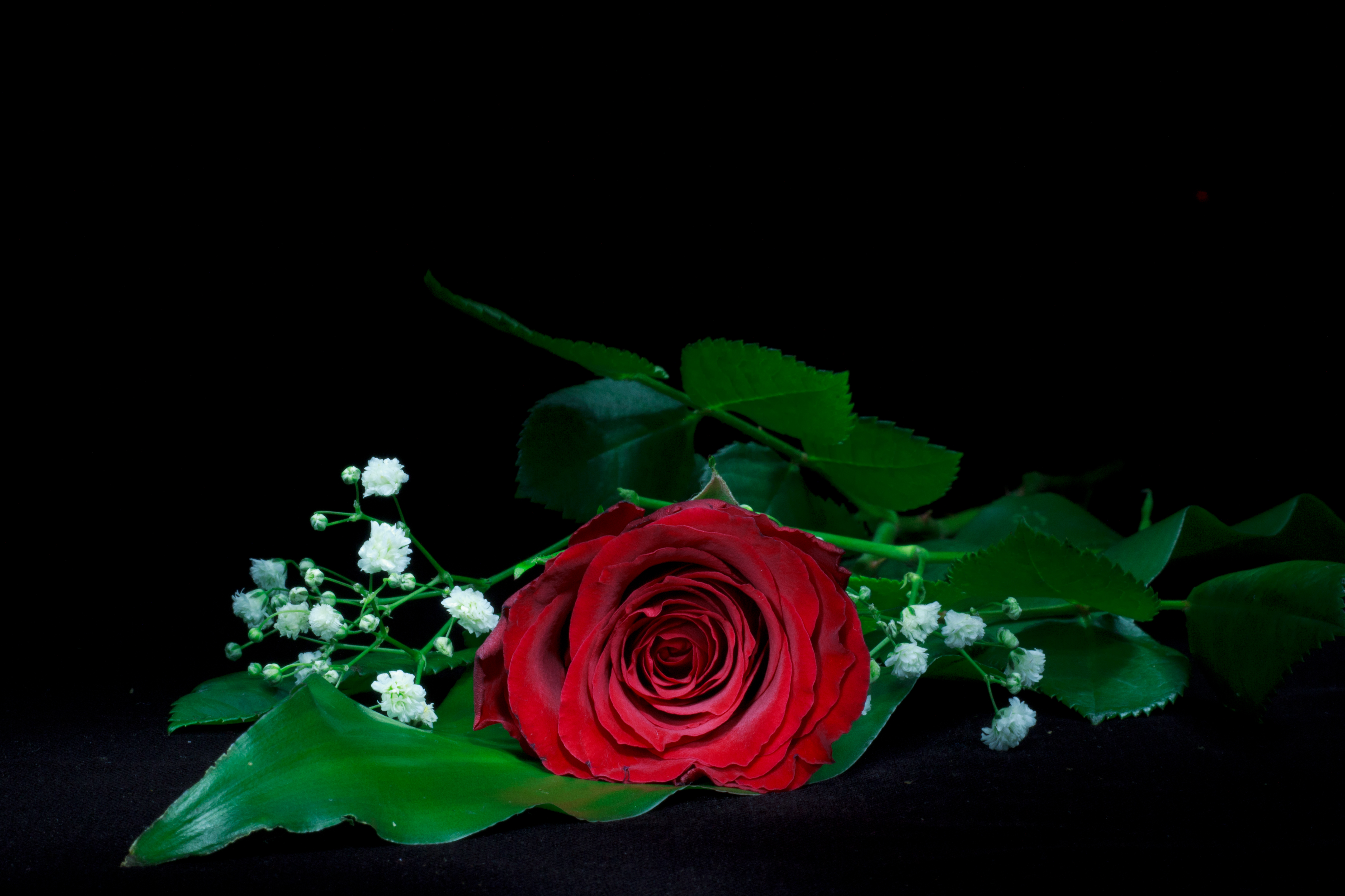 Elegant Red Rose and Baby's Breath Ultra HD Wallpaper