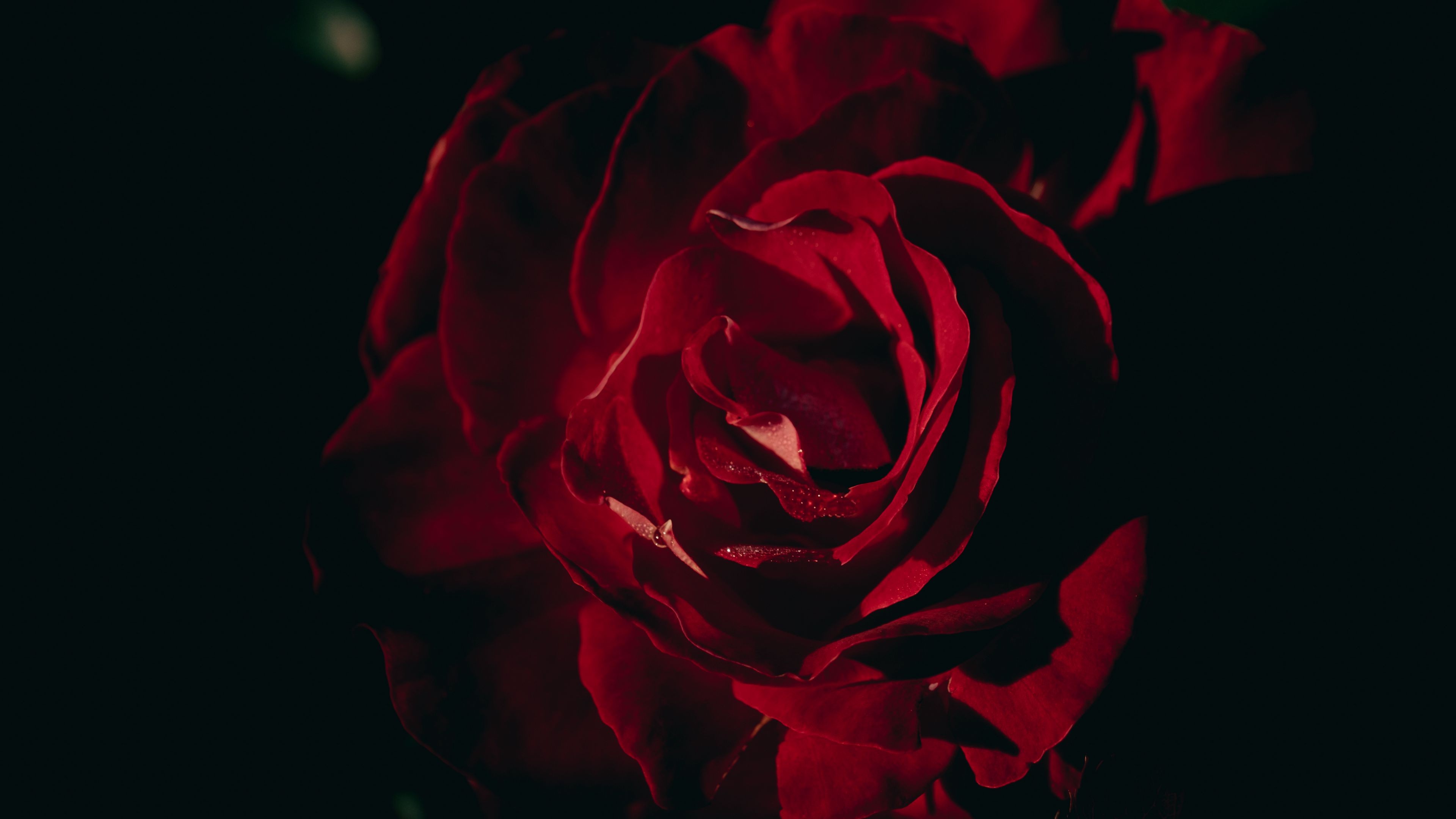 Closeup View Dark Red Rose Petals Flower Black Background 4K HD Flowers Wallpaper