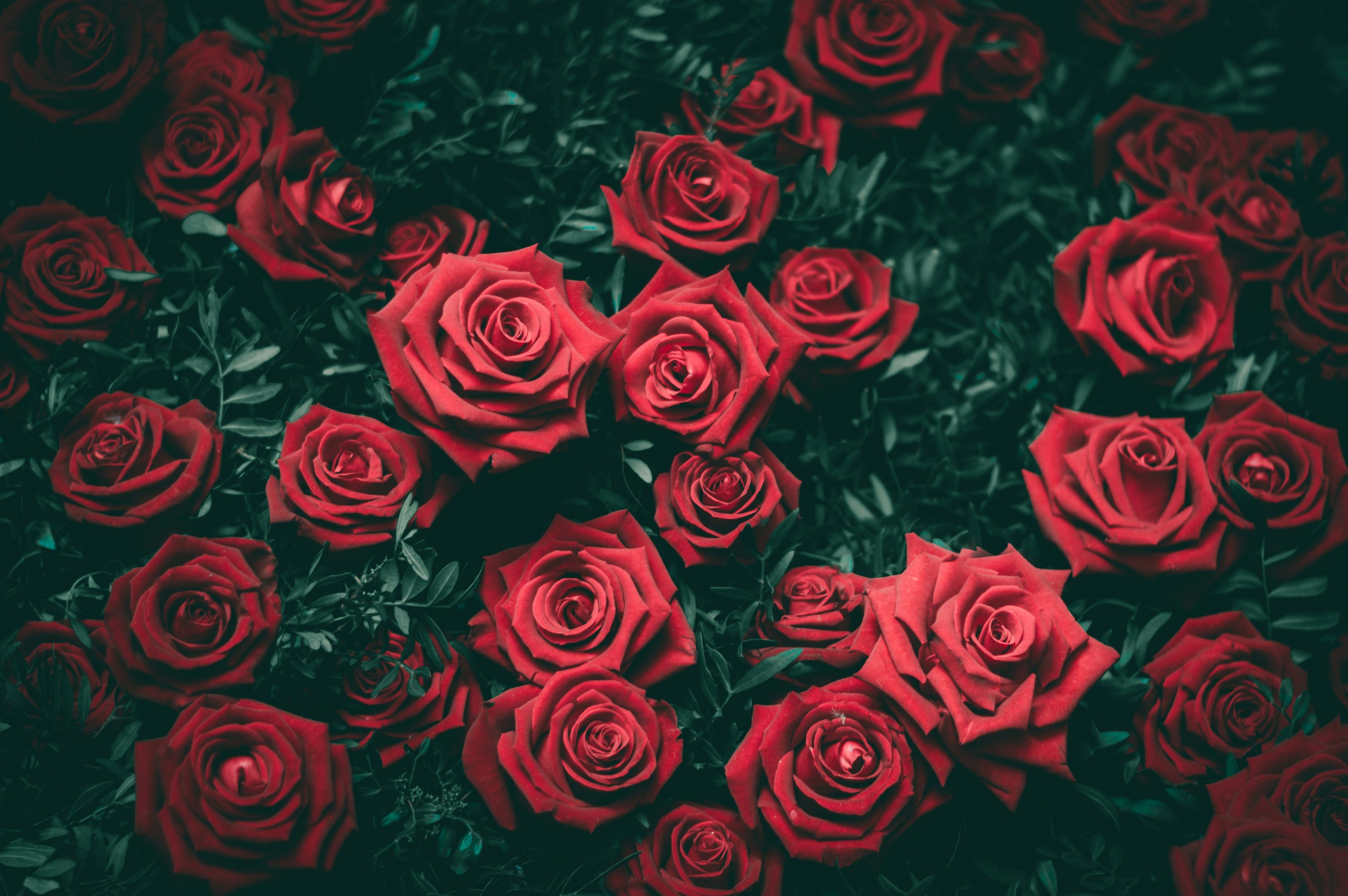 Red Rose Image [4K]. Download Free Picture