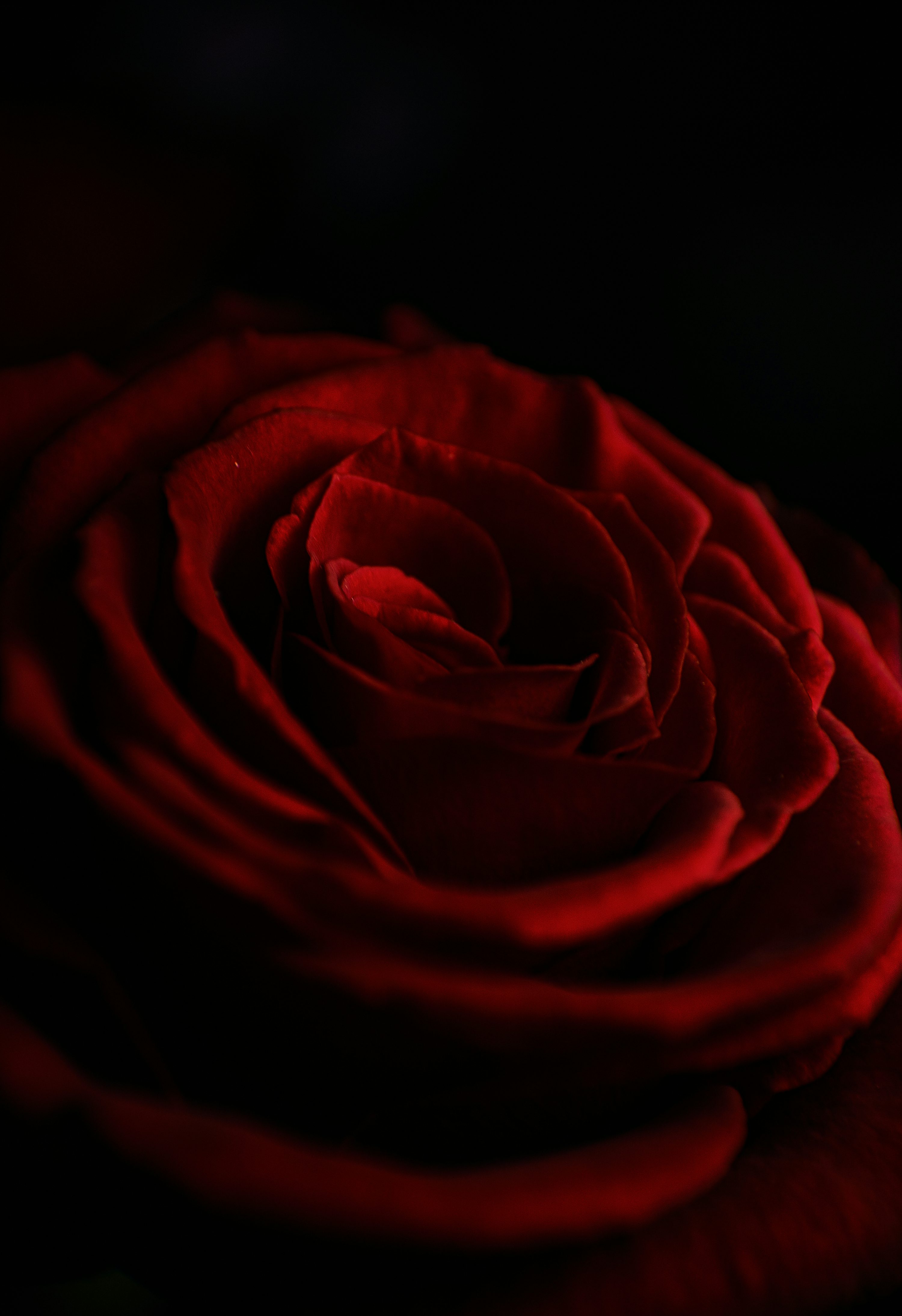 Red rose in close up photography photo