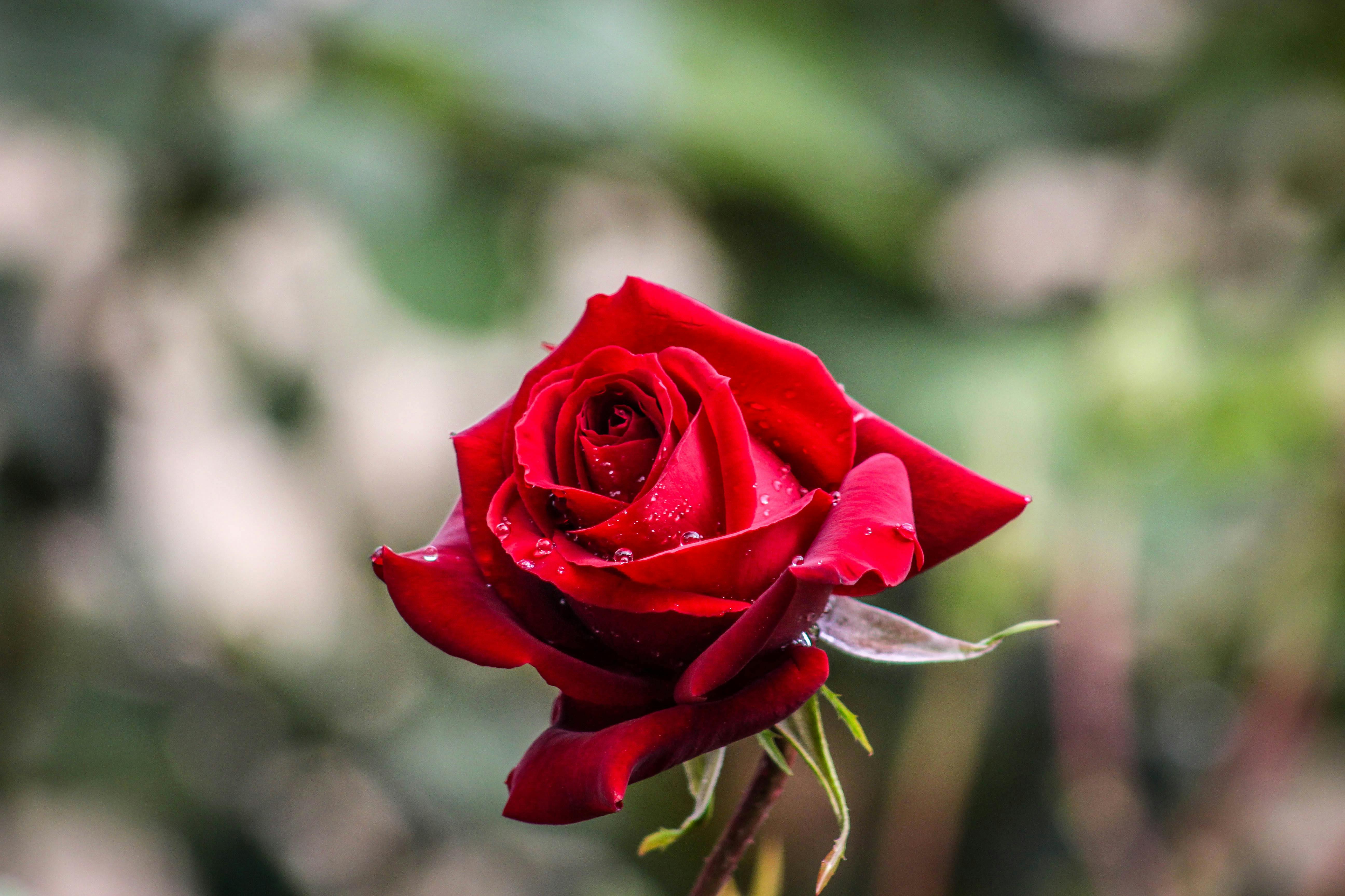Red Rose Photo, Download The BEST Free Red Rose & HD Image