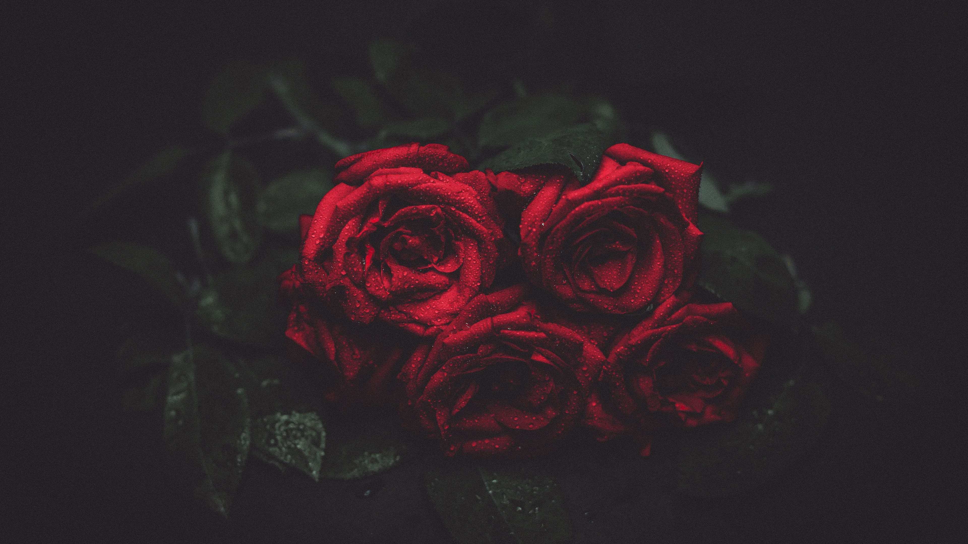 Free Image, flower, garden roses, red, black, still life photography, rose family, petal, pink, rose order, darkness, still life, Hybrid tea rose, floribunda, flowering plant, cut flowers, carmine, camellia 3840x2160