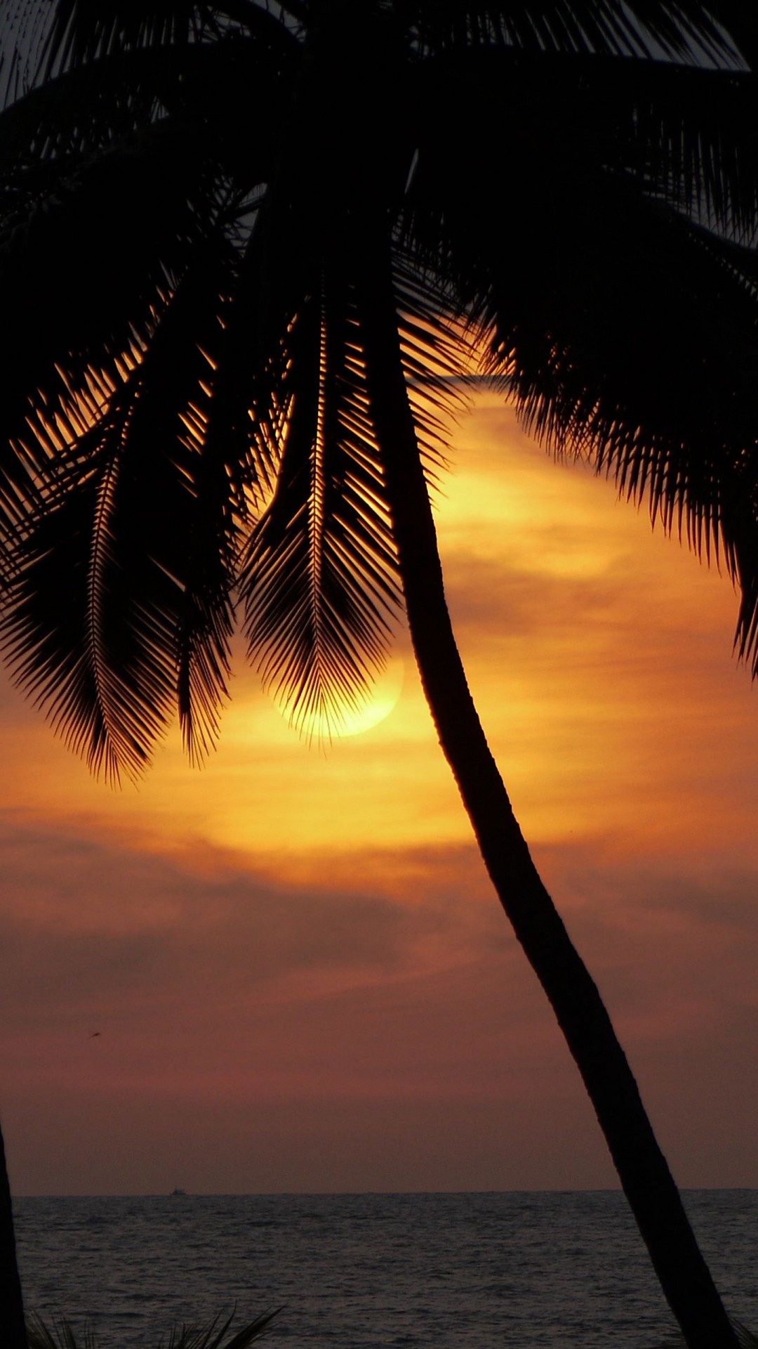 Palm Trees Ocean During Evening Time Sunset Background 4K HD Nature Wallpaper