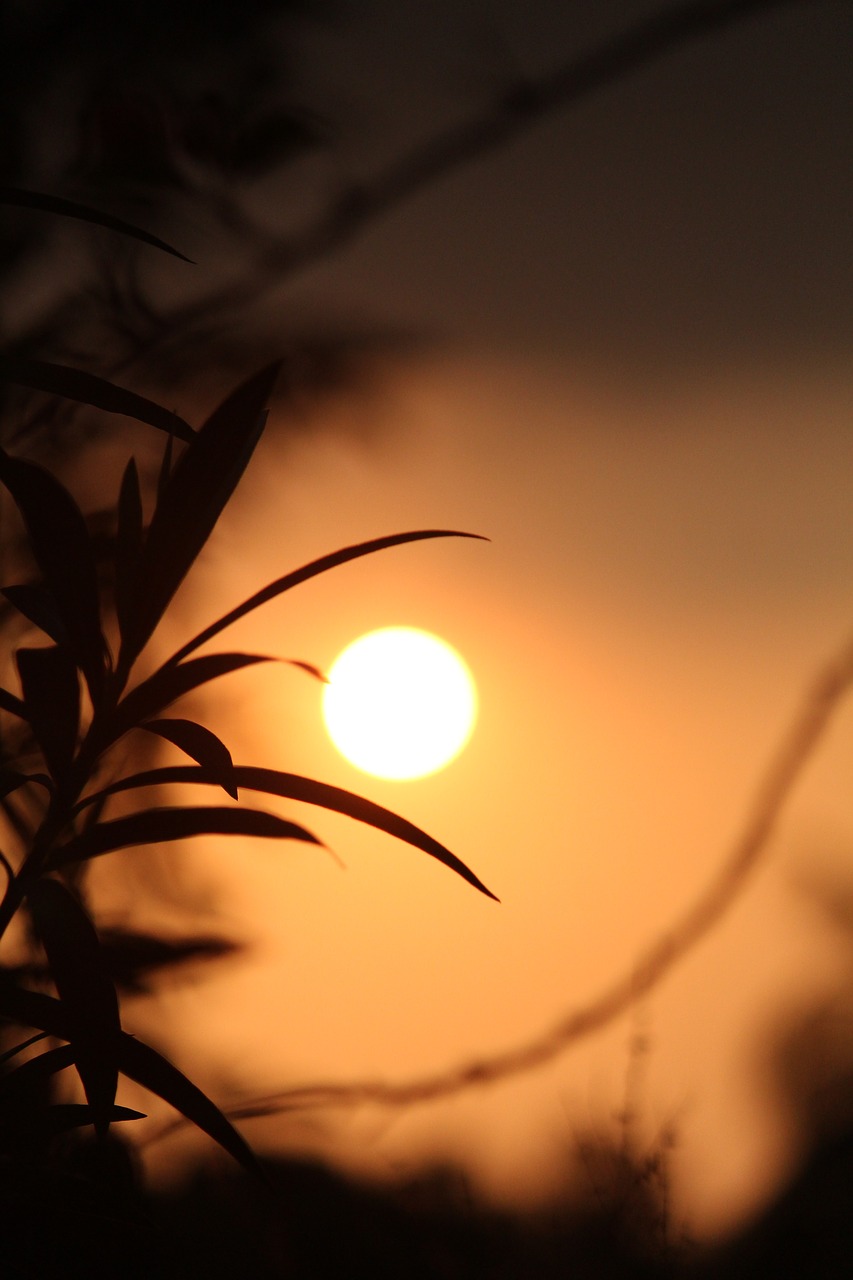 Download free photo of Kerala, india, evening, sun, plant