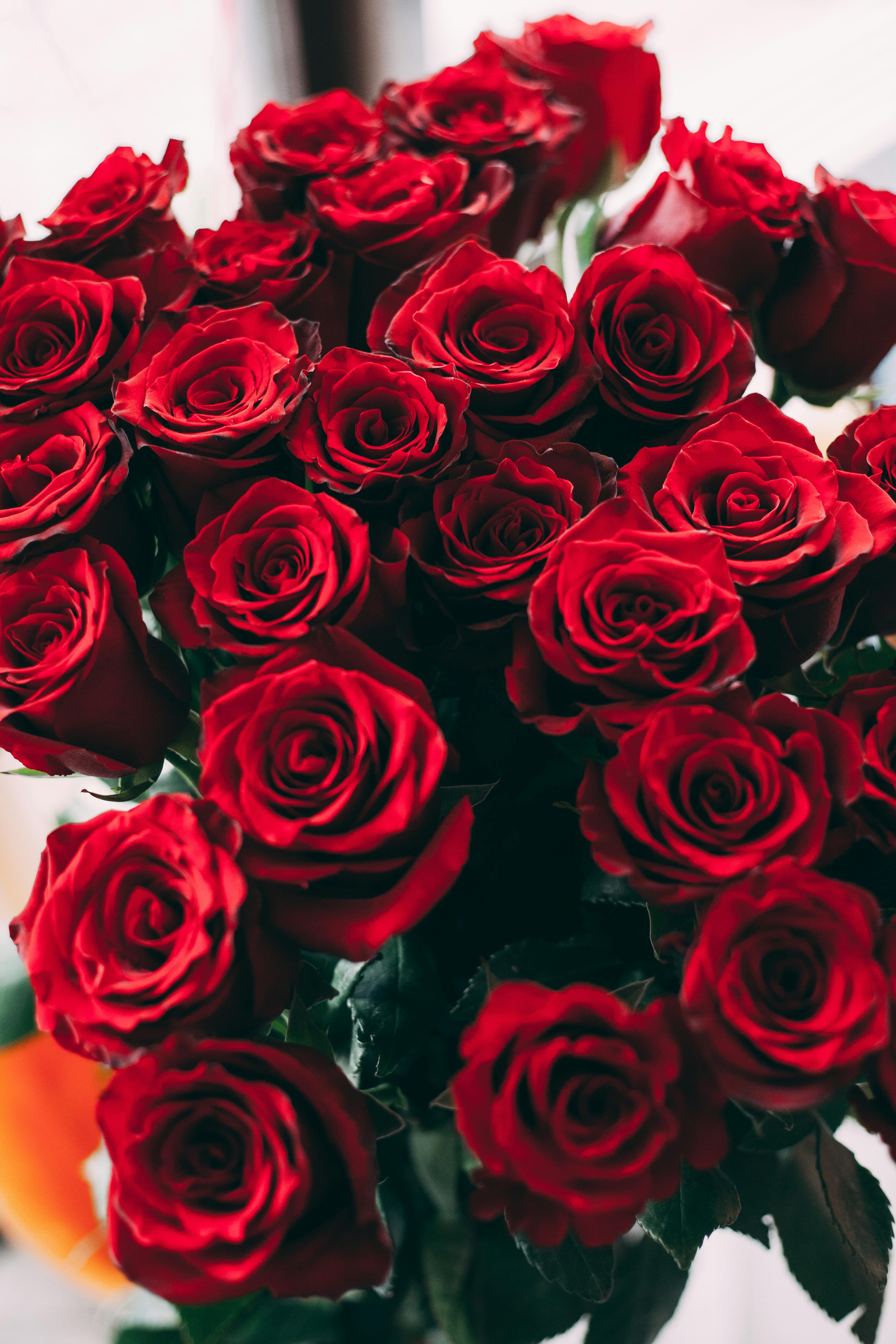 Close Up Shot Of Red Roses · Free