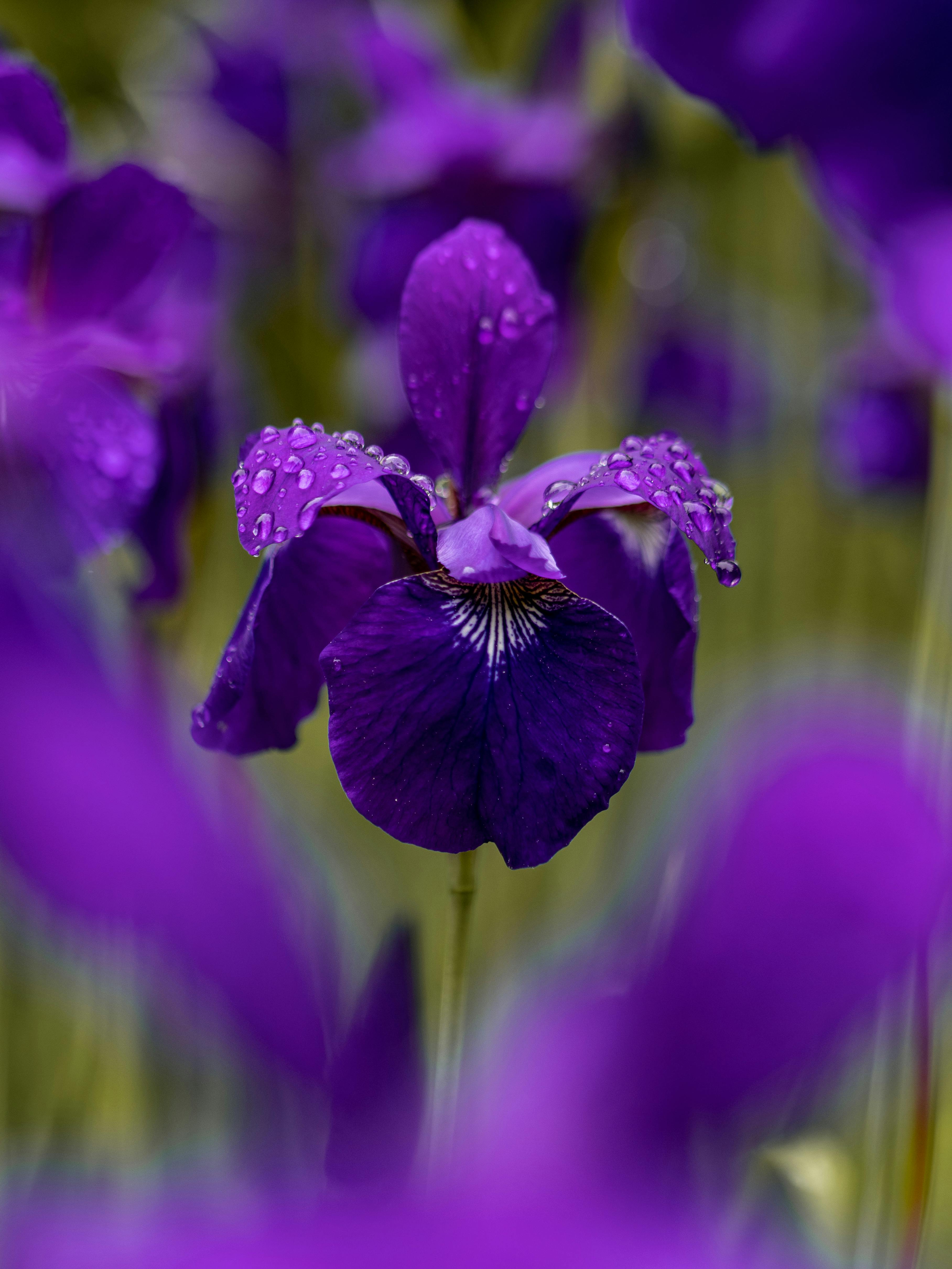 Iris Germanica Photo, Download The BEST Free Iris Germanica & HD Image