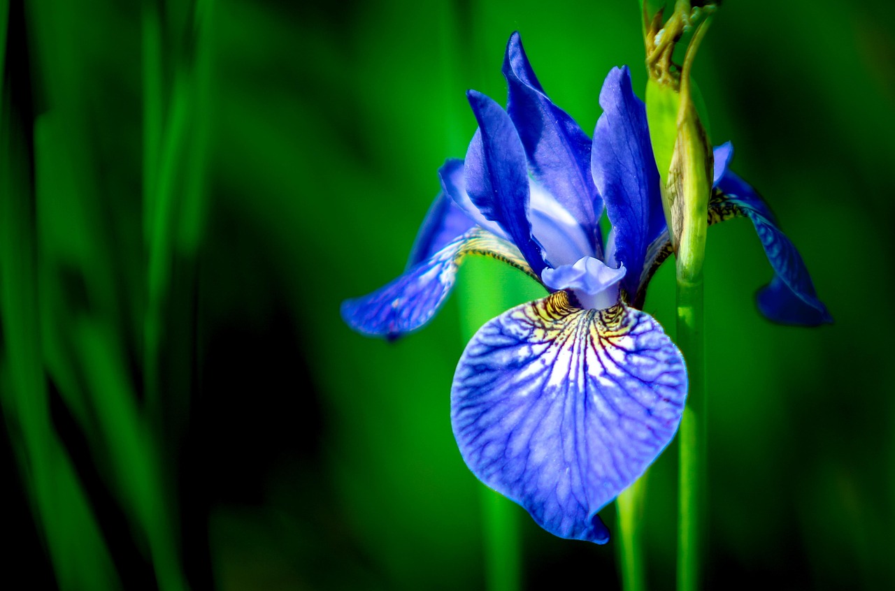 Iris Flower Blue
