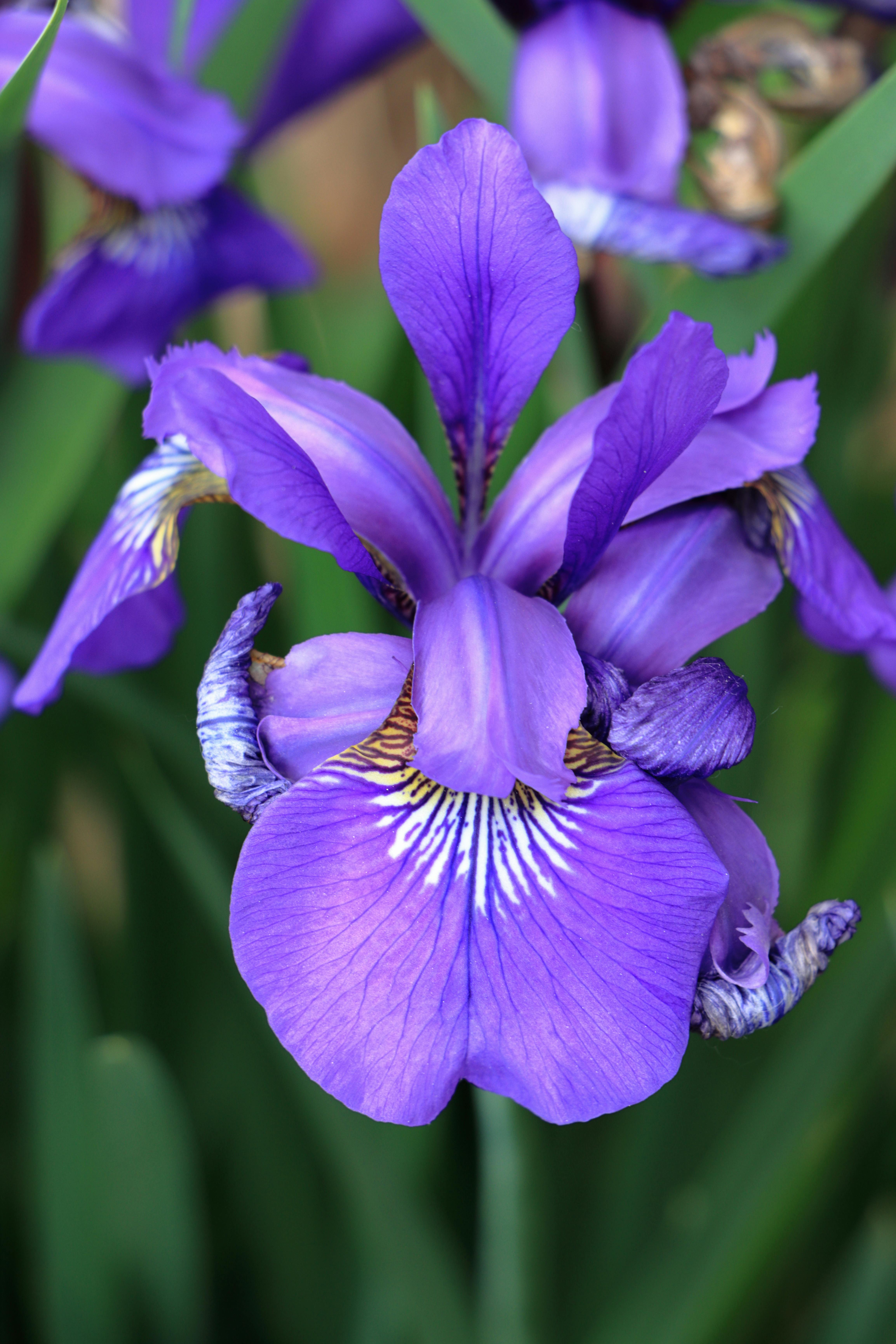 Algerian Iris Flower In Close Up Photography · Free