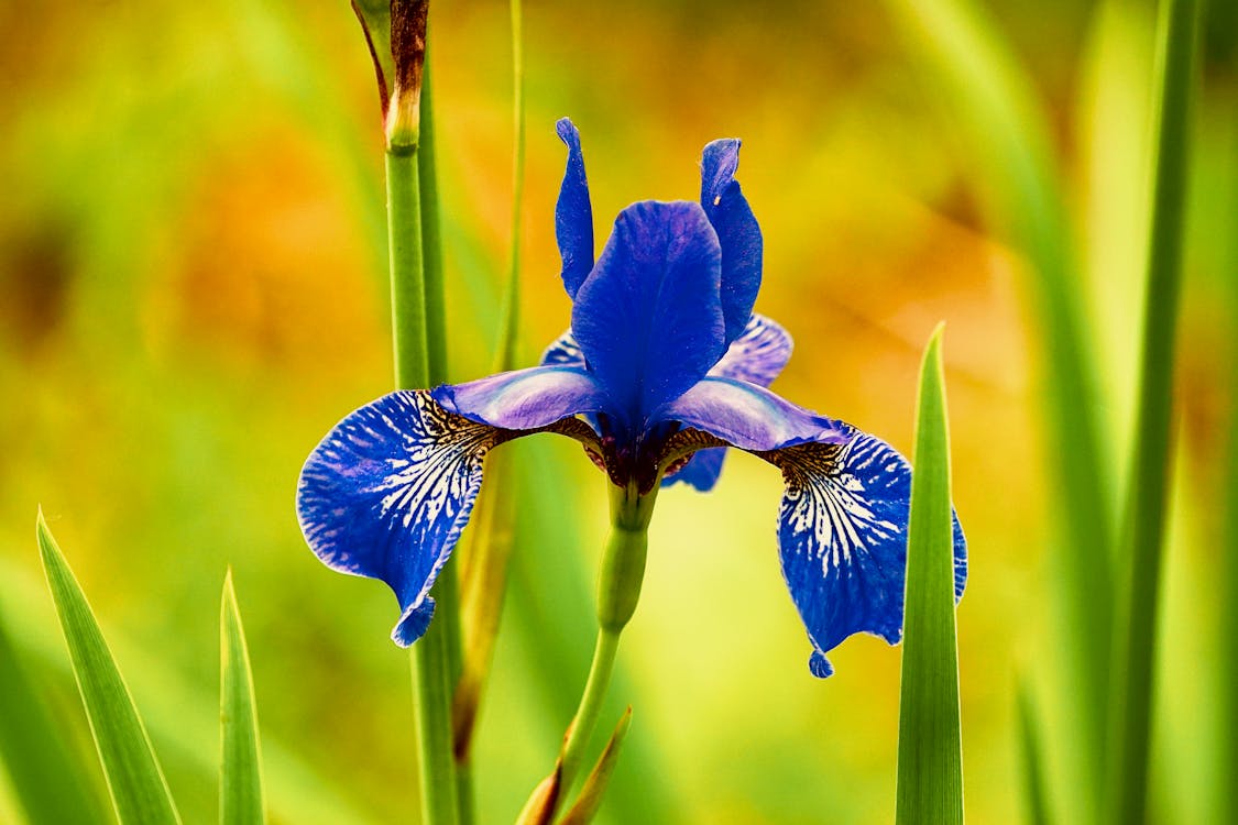 Close Up Shot of a Blue Iris Flower · Free