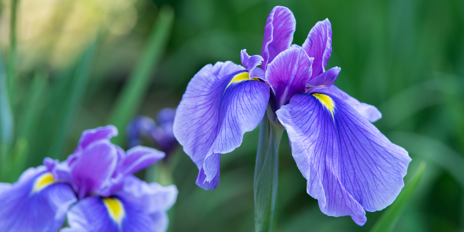 The Iris Flower: Meanings, Image & Insights