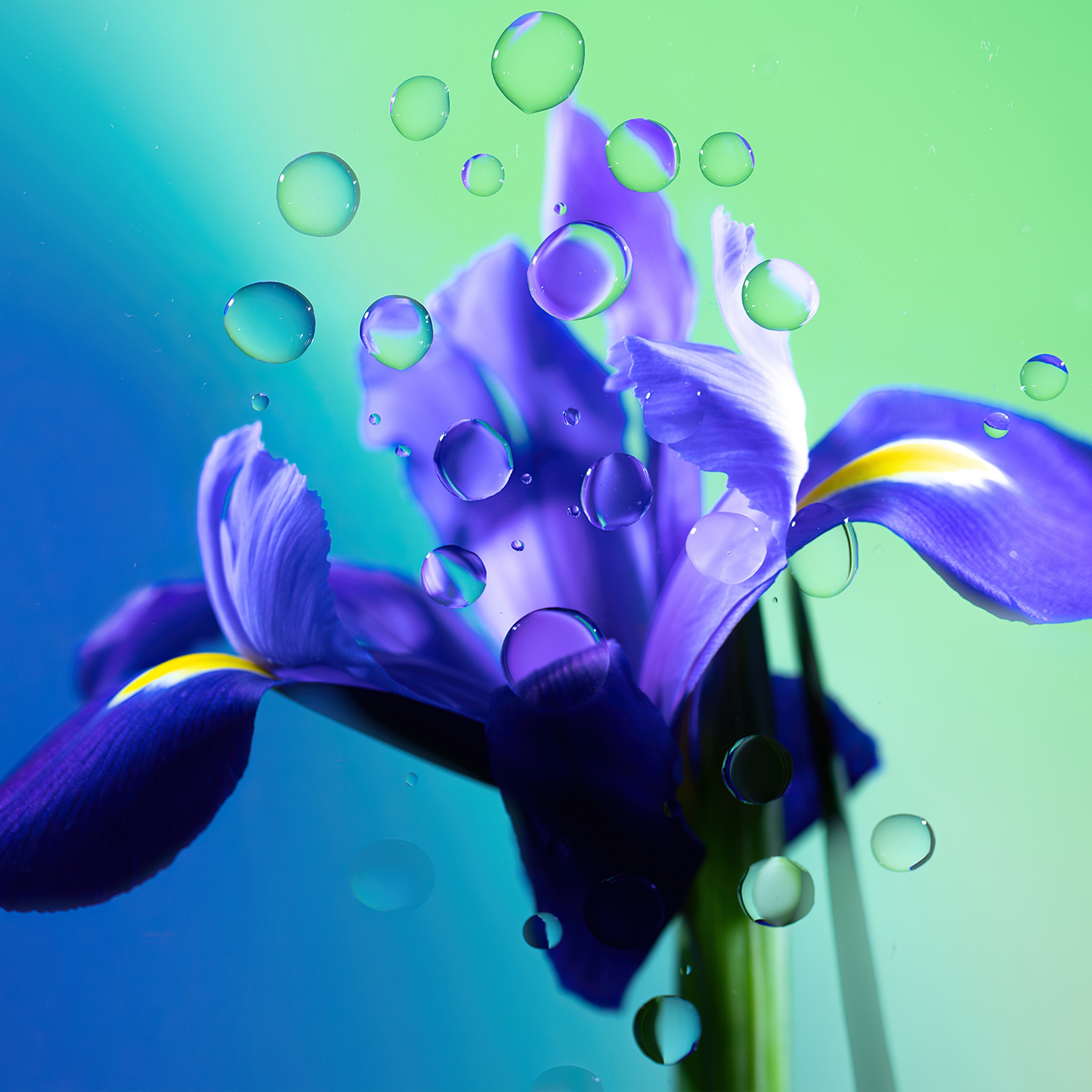 Iris flower Wallpaper 4K, Purple Flower, Water droplets