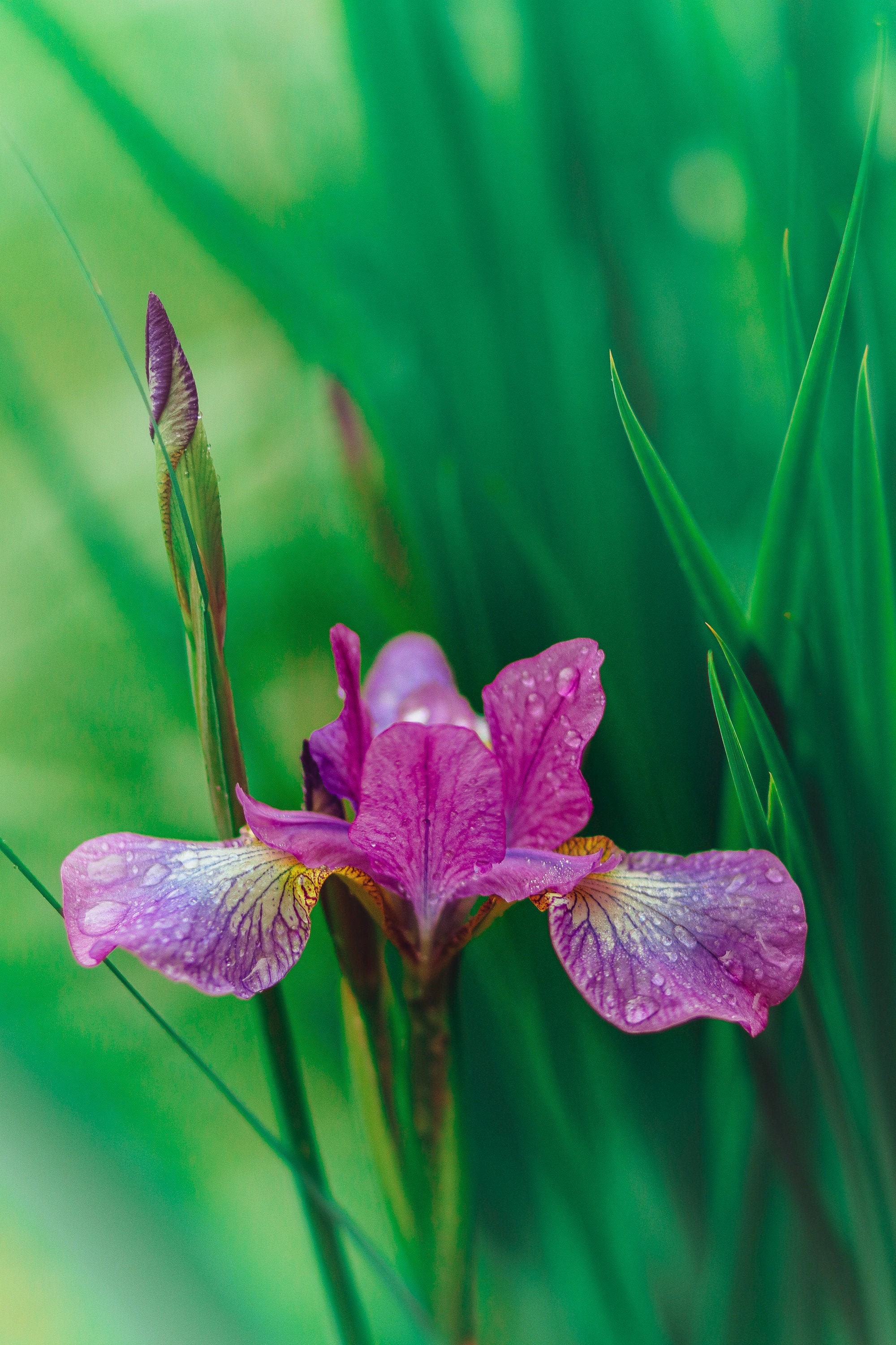 Iris Flower Photography, siberian Iris Print, lavender and Mint, blue Iris Portrait, nature Photo, floral Nursery Decor, aqua Blue Purple Flower