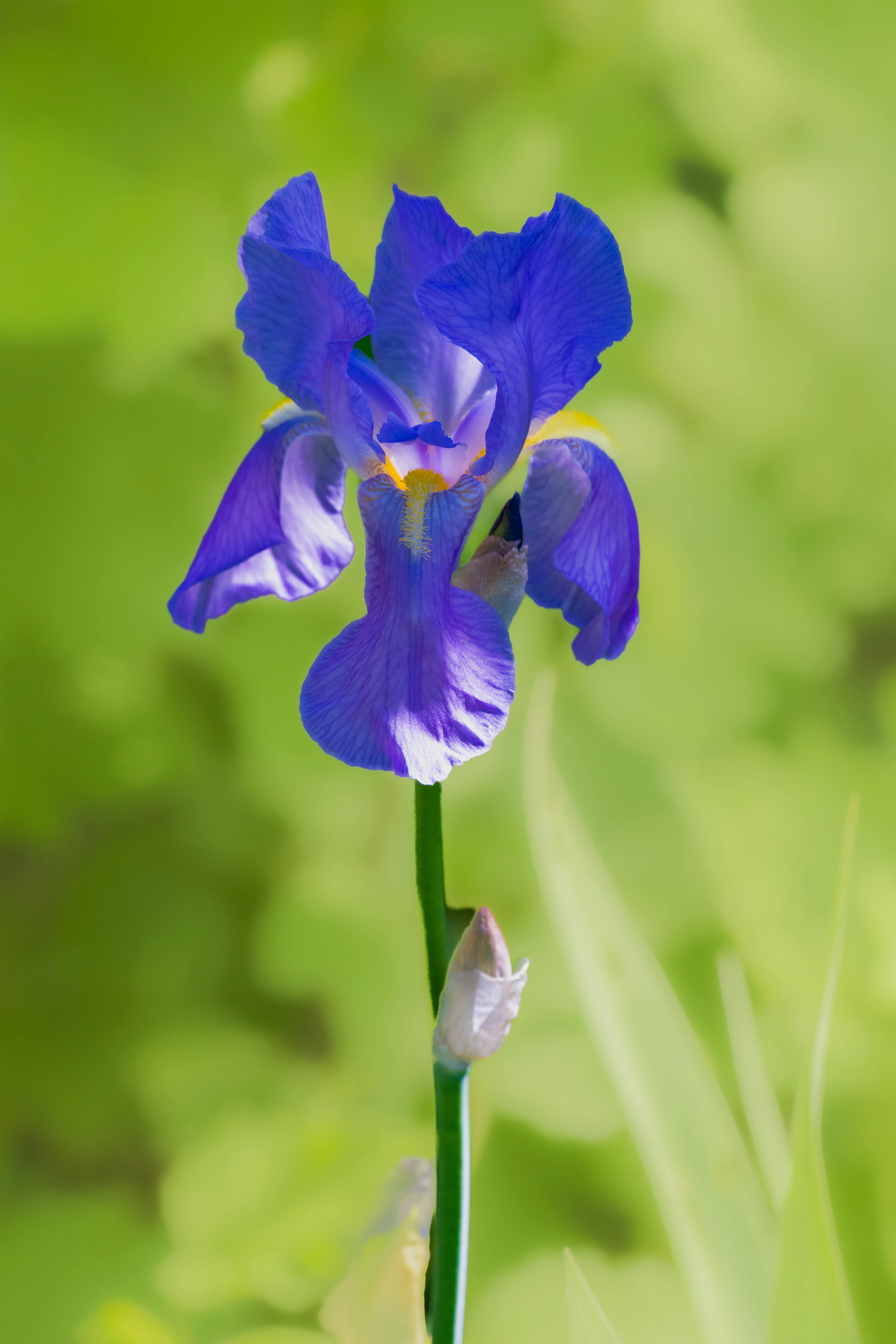 Vibrant Bearded Iris Flower in Spring Garden · Free