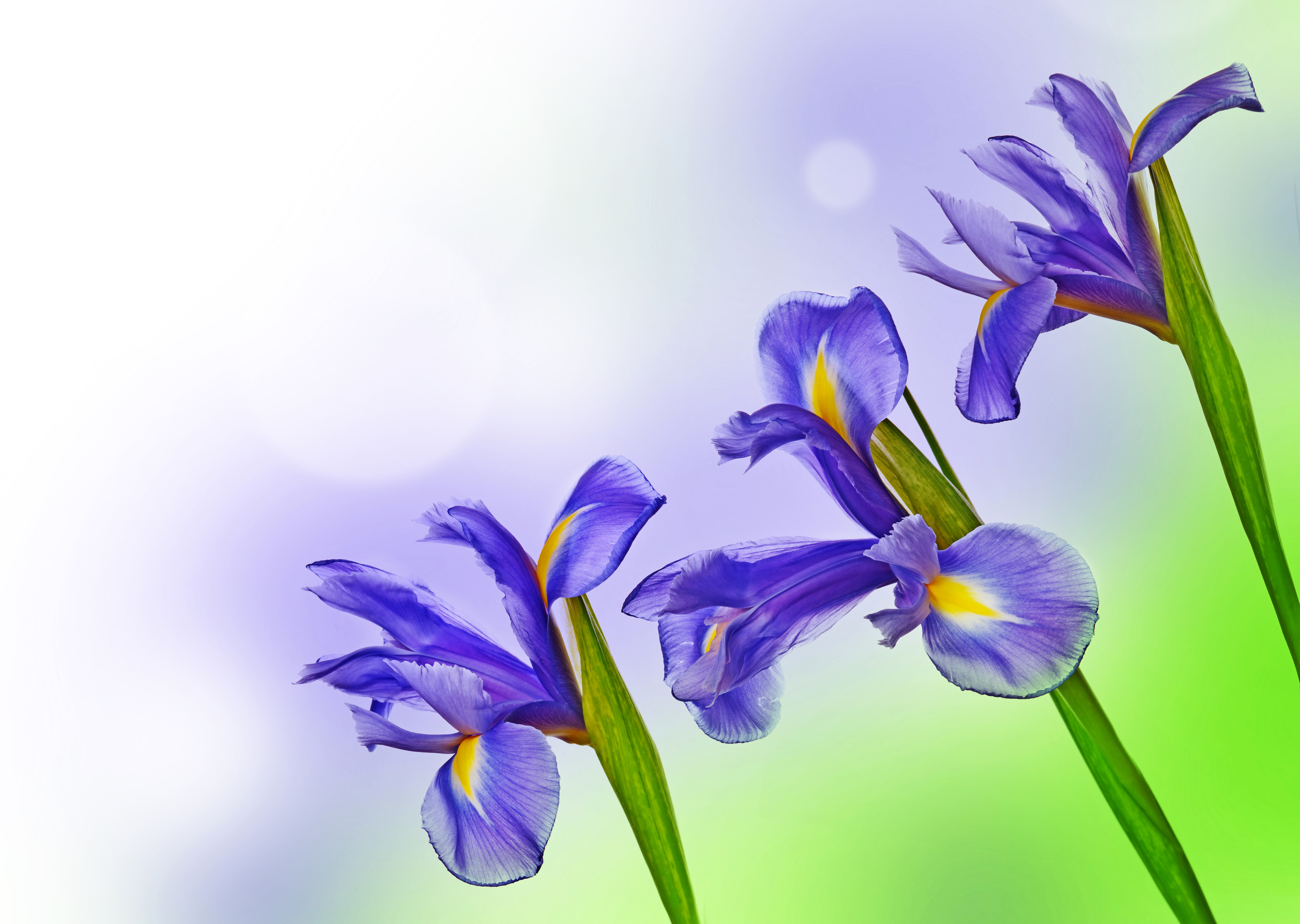 4K Ultra HD Blue Iris Bloom: Nature's Vibrant Floral Elegance