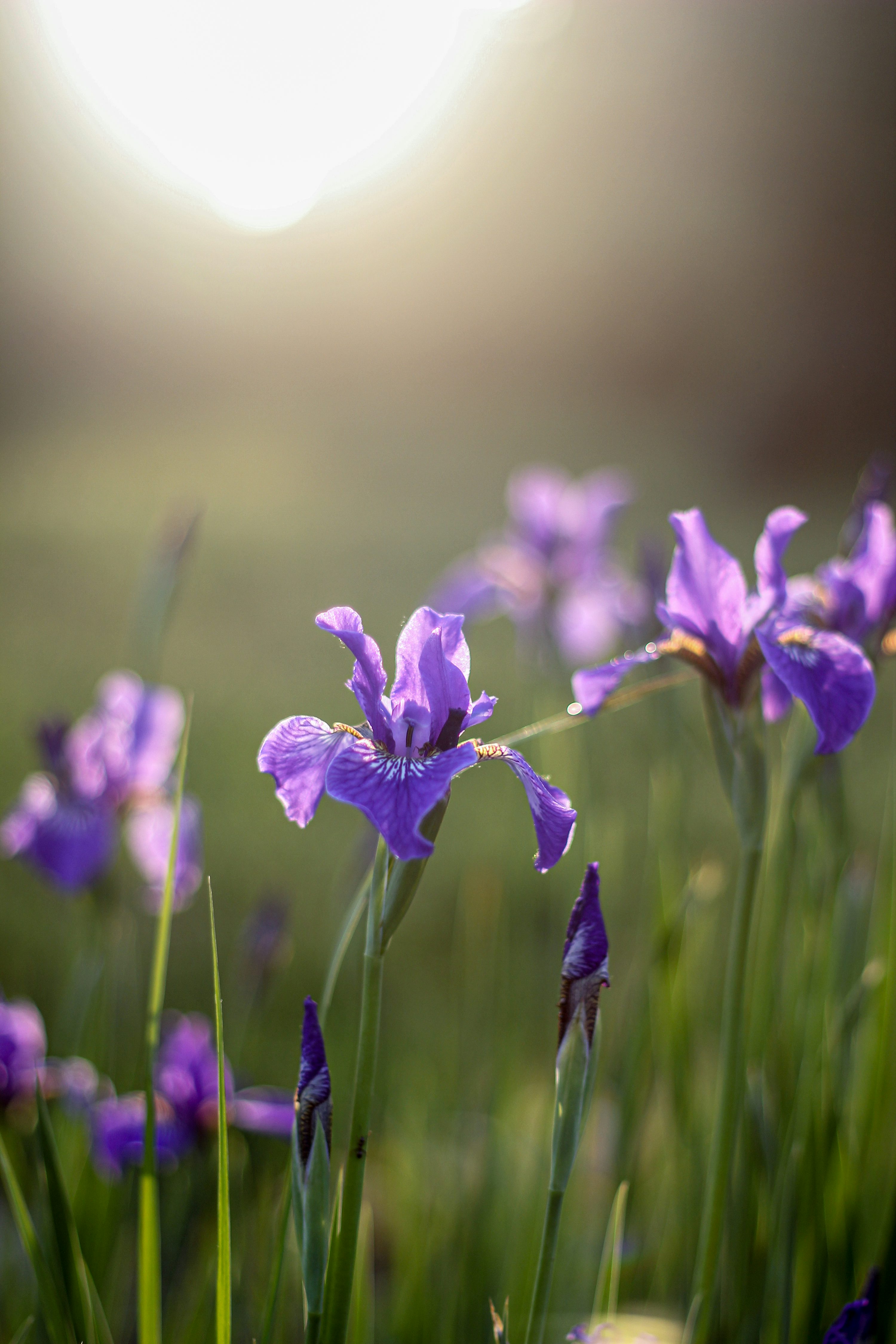 A field of purple flowers with the sun in the background photo