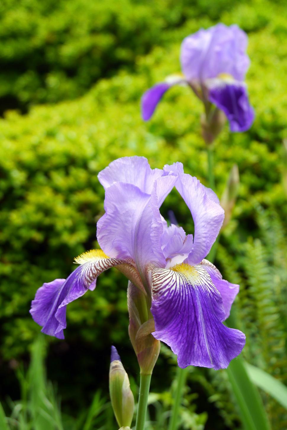 Free of Purple Iris Flowers. Download Free Image and Free Illustrations