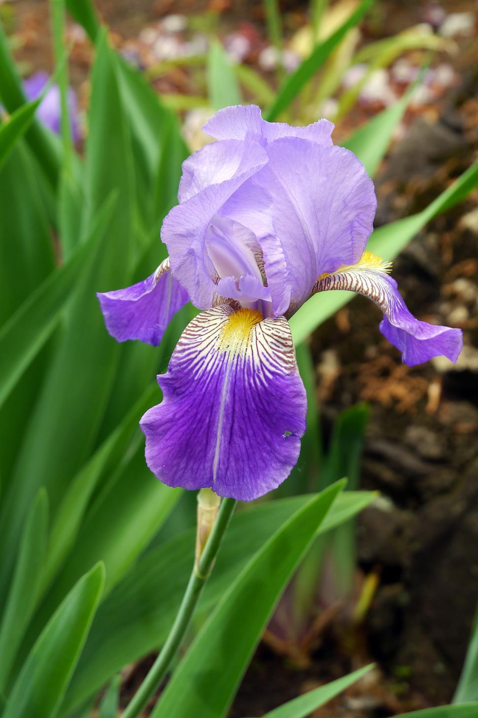 Free of Single Purple Iris Flower. Download Free Image and Free Illustrations