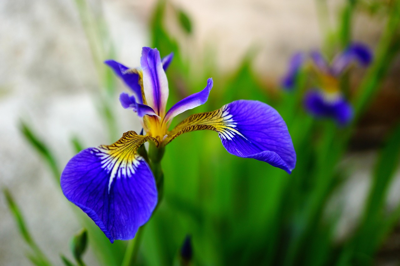 Iris Flower France