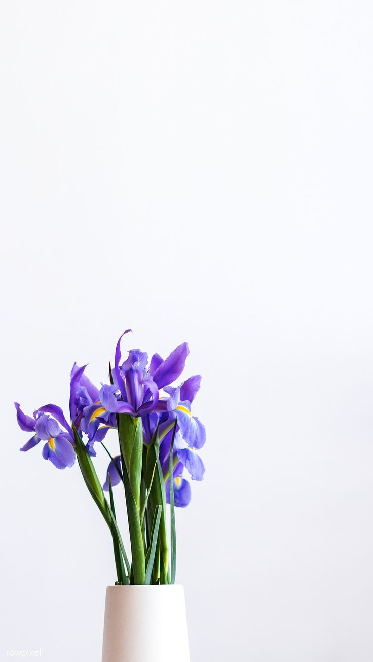 Download premium image of Closeup of purple irises in a white vase mobile phone wallpaper by Felix about purple wallpaper iphone wallpaper, iphone wallpaper plain, instagram story, iphone wallpaper, and purple flower