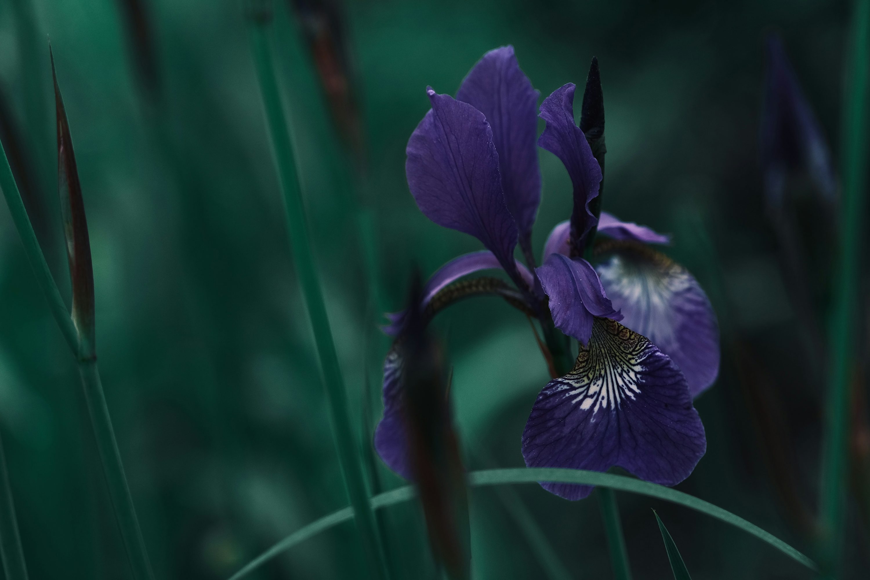 A close up of a purple flower in a field photo