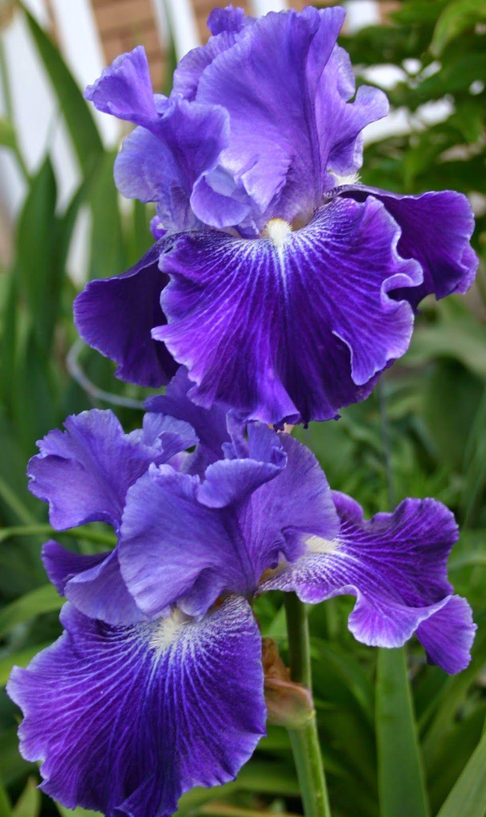 Iris flower: Facts, growth and maintenance tips in 2023