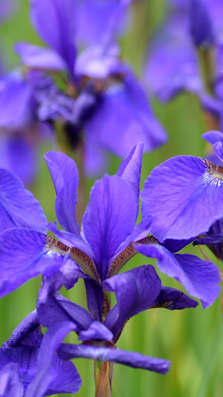 Phone wallpaper: Nature, Flowers, Iris, Flower, Blur, Earth, Purple Flower 1119024