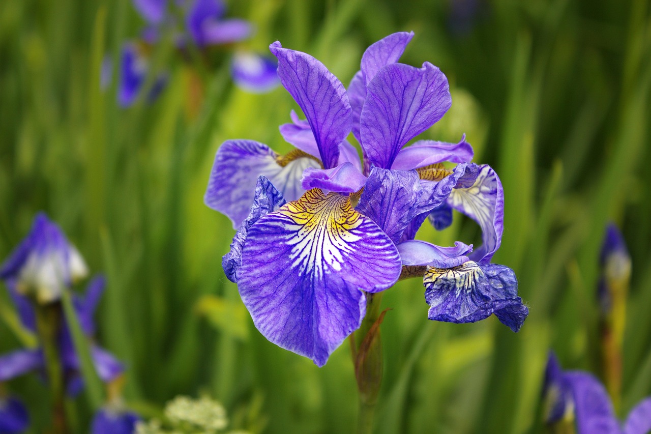 Iris Flower Blue