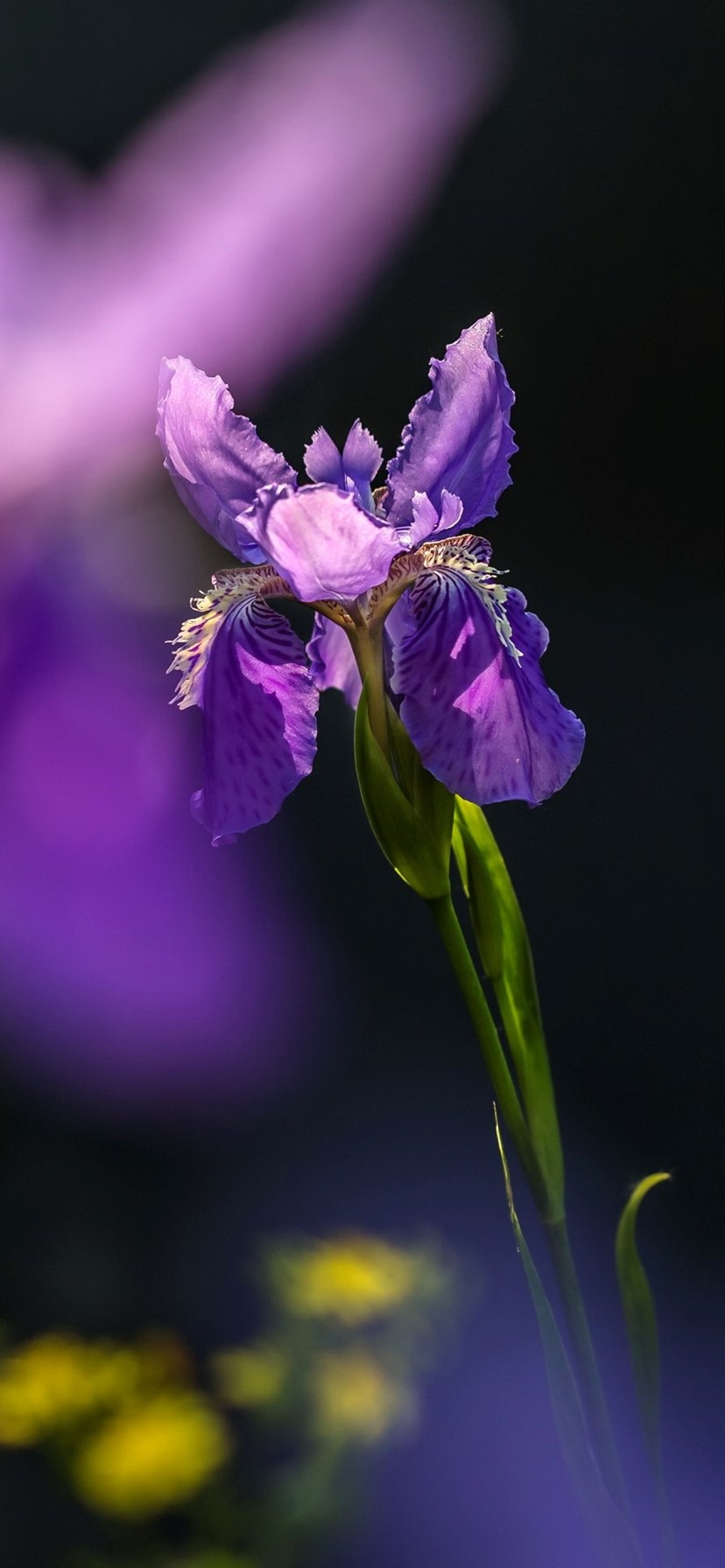 Purple Iris Flower Close Up, Hazy Background 1080x1920 IPhone 8 7 6 6S Plus Wallpaper, Background, Picture, Image