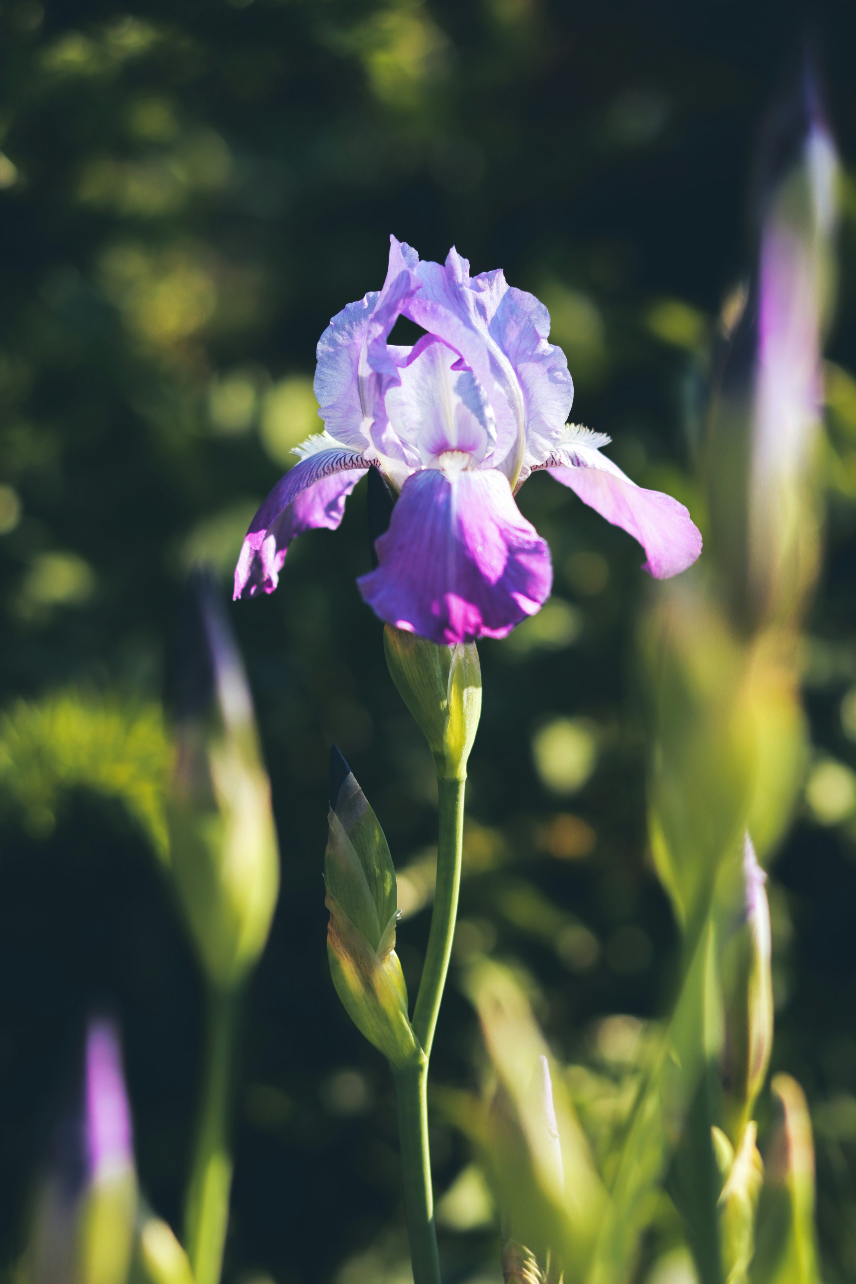 Iris Flower Picture. Download Free Image