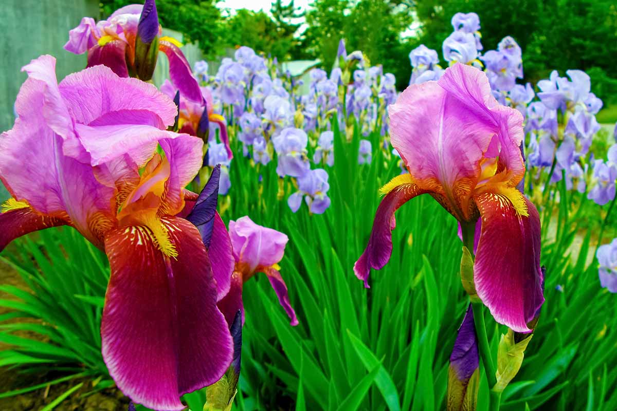 Iris Rhizome Storage Tips for Winter. Gardener's Path
