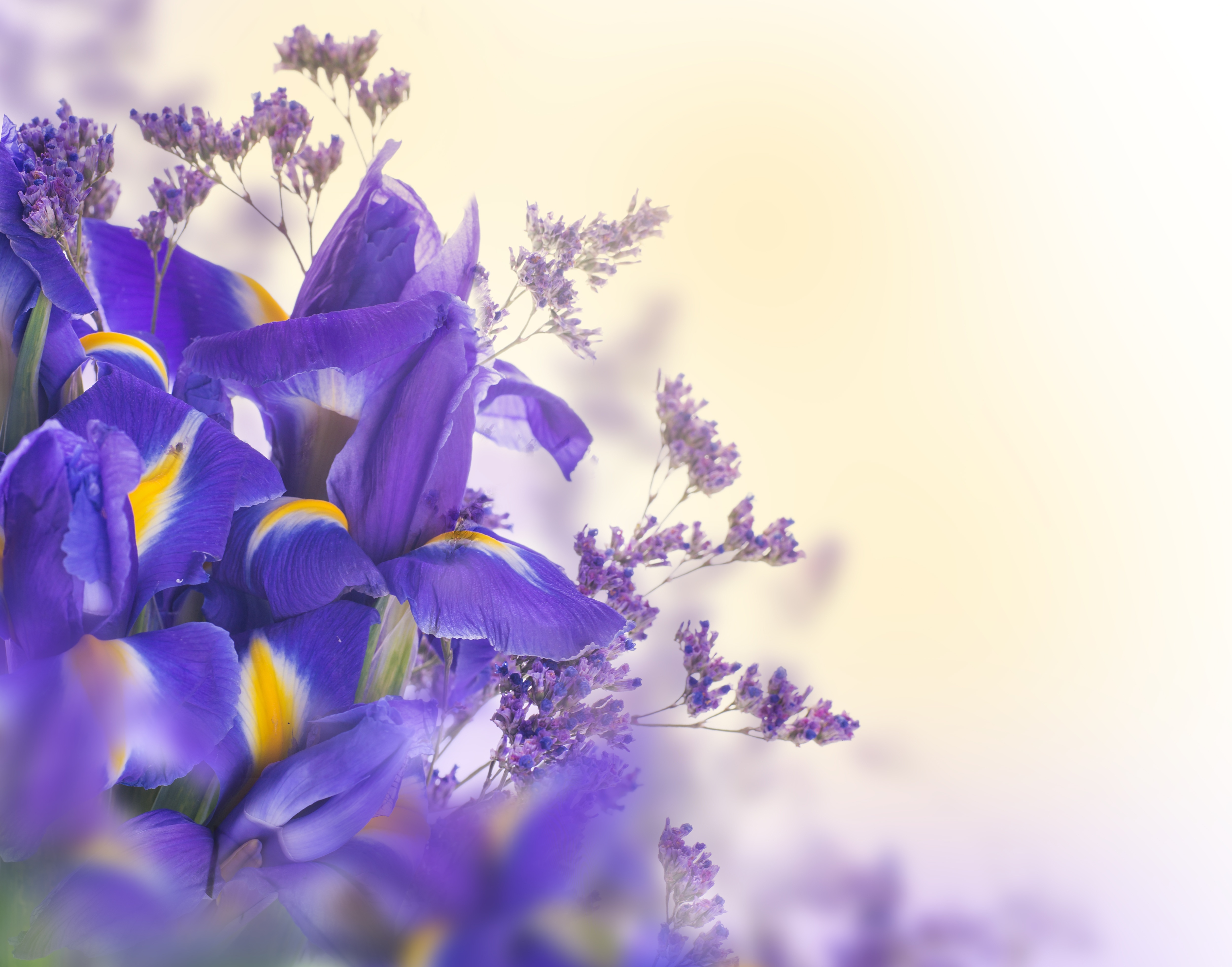 Ultra HD Iris Elegance: Nature's Purple Symphony