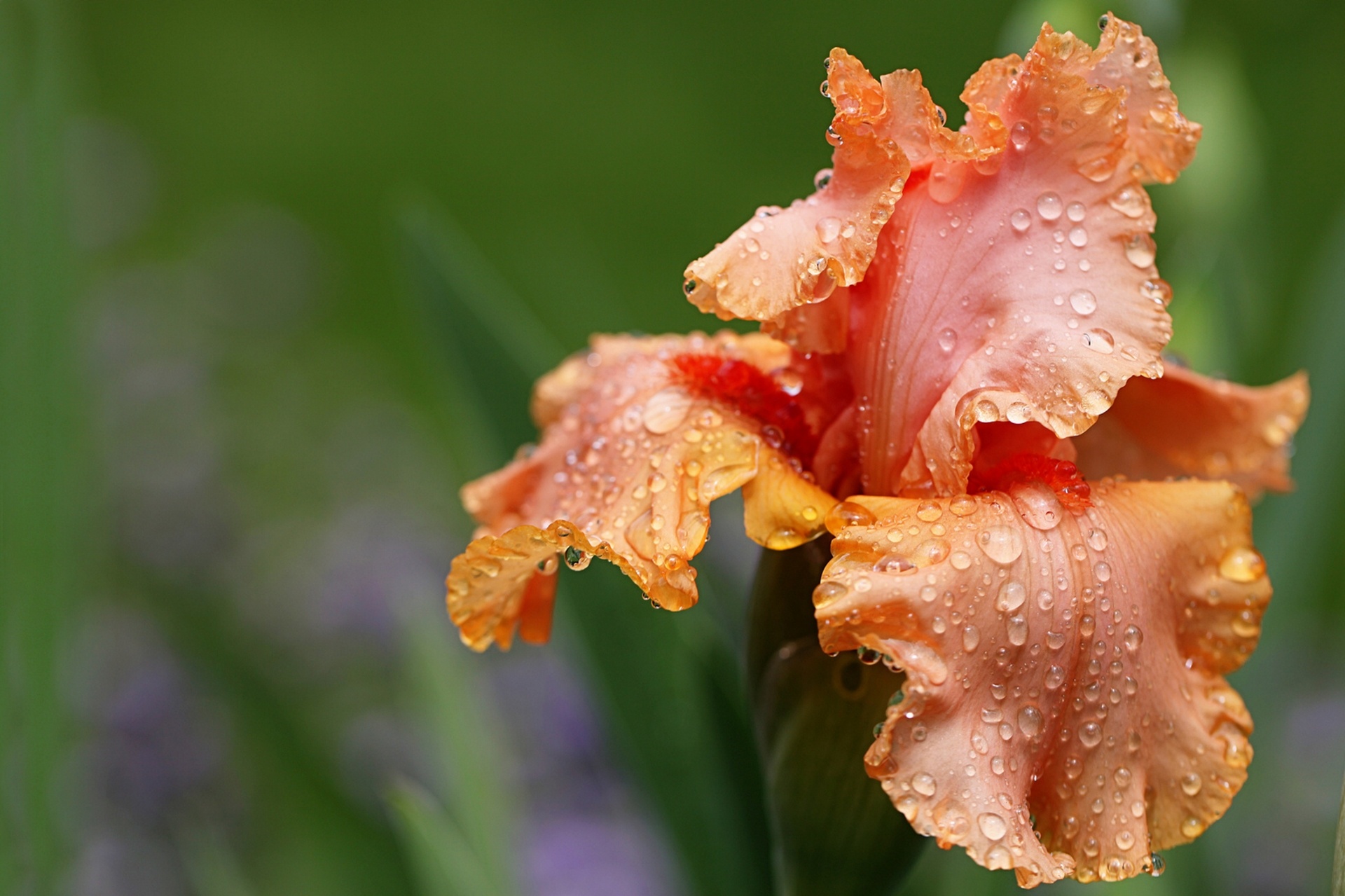 Morning Dew on Radiant Iris