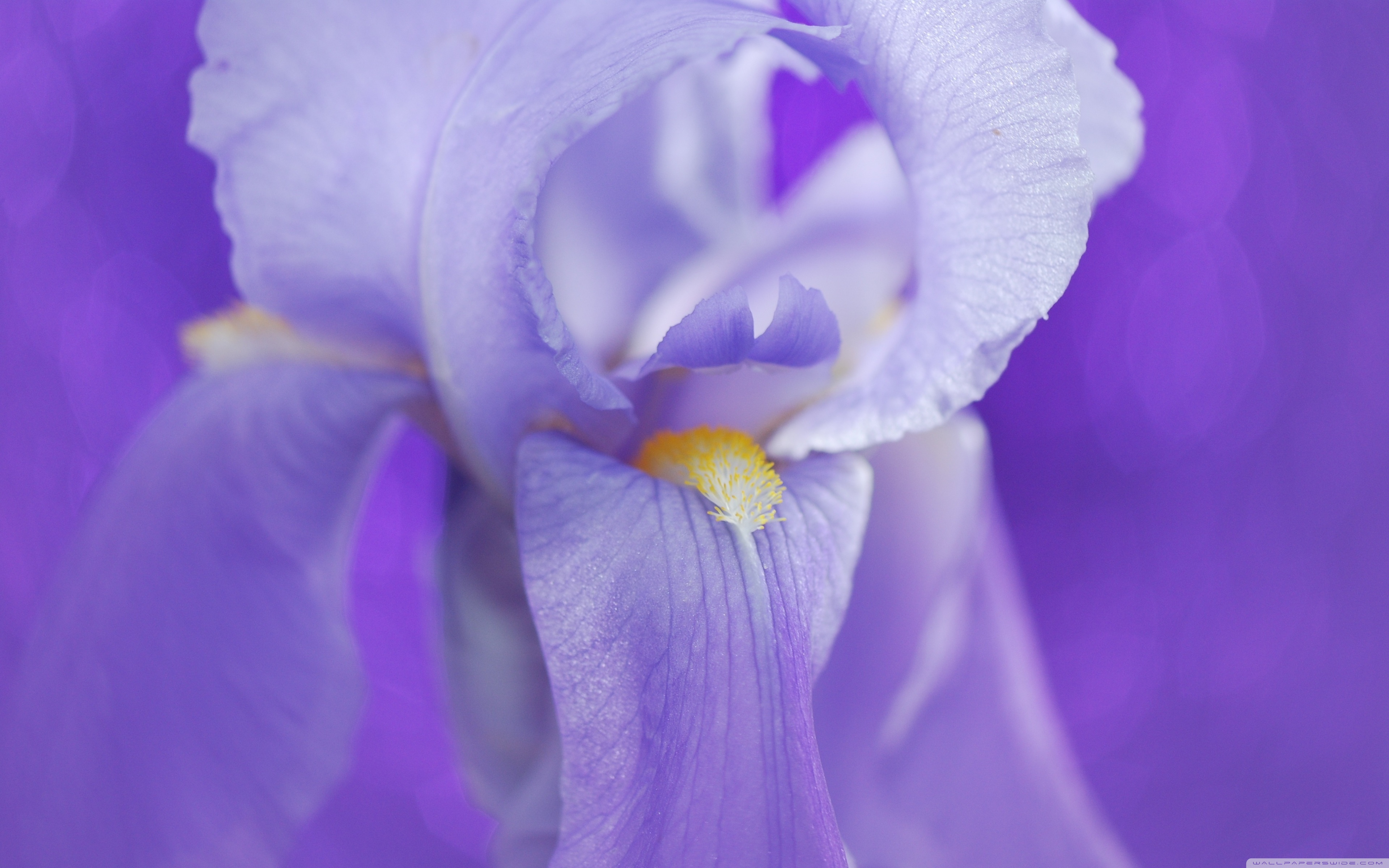 Iris Flower 4K UHD Wallpaper for UltraHD Desktop and TV, Widescreen and UltraWide Display, Smartphone and Tablet Devices