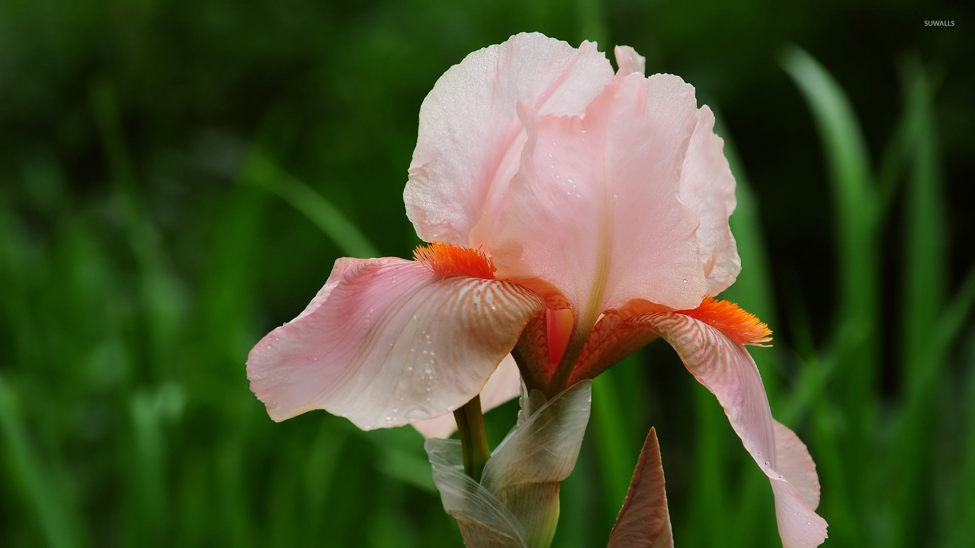 Pink iris wallpaper wallpaper