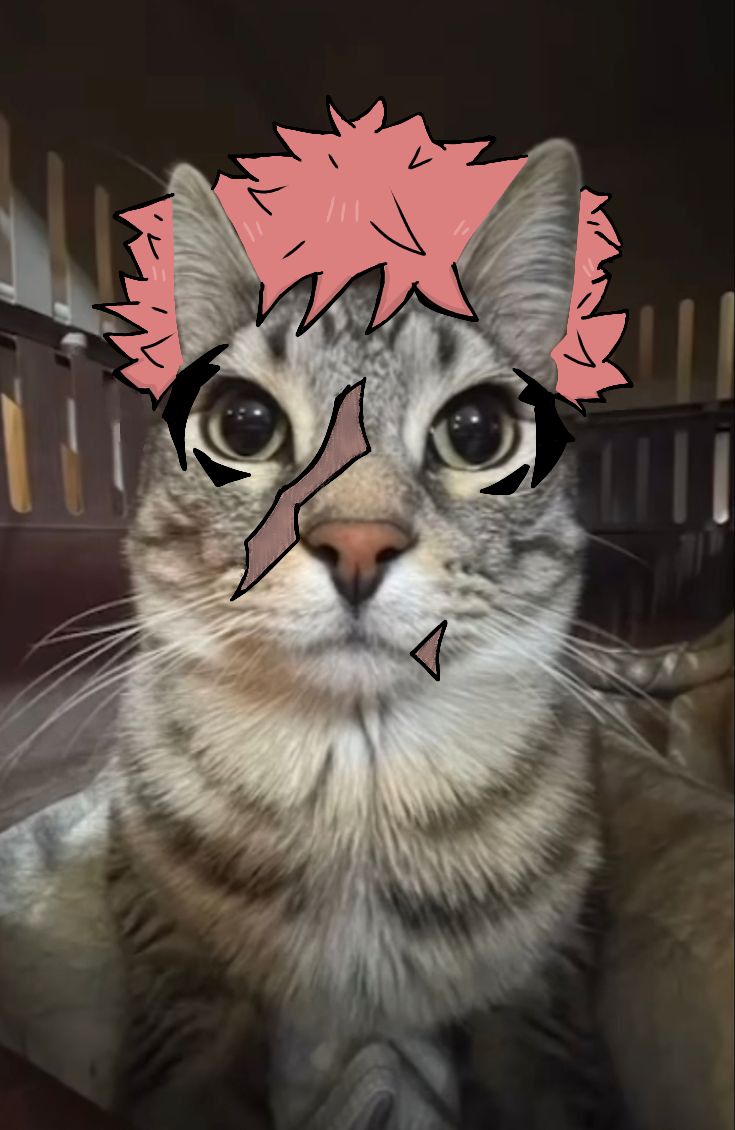 Itadori Yuuji stare cat meme