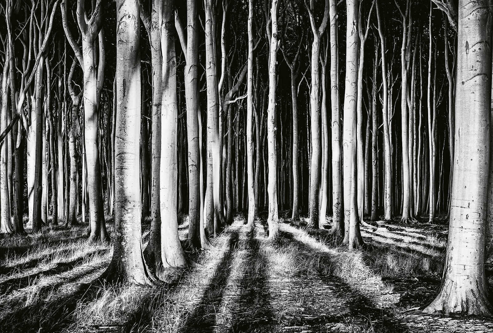 Photo wallpaper nature ghost forest, white, grey