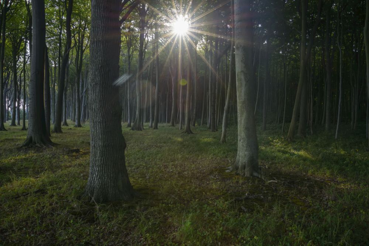 Beech Tree Forest At Sunrise, Ghost Forest (Gespensterwald), Nienhagen, Baltic Sea, Western Pomerania, Mecklenburg Vorpommern, Germany Poster Print