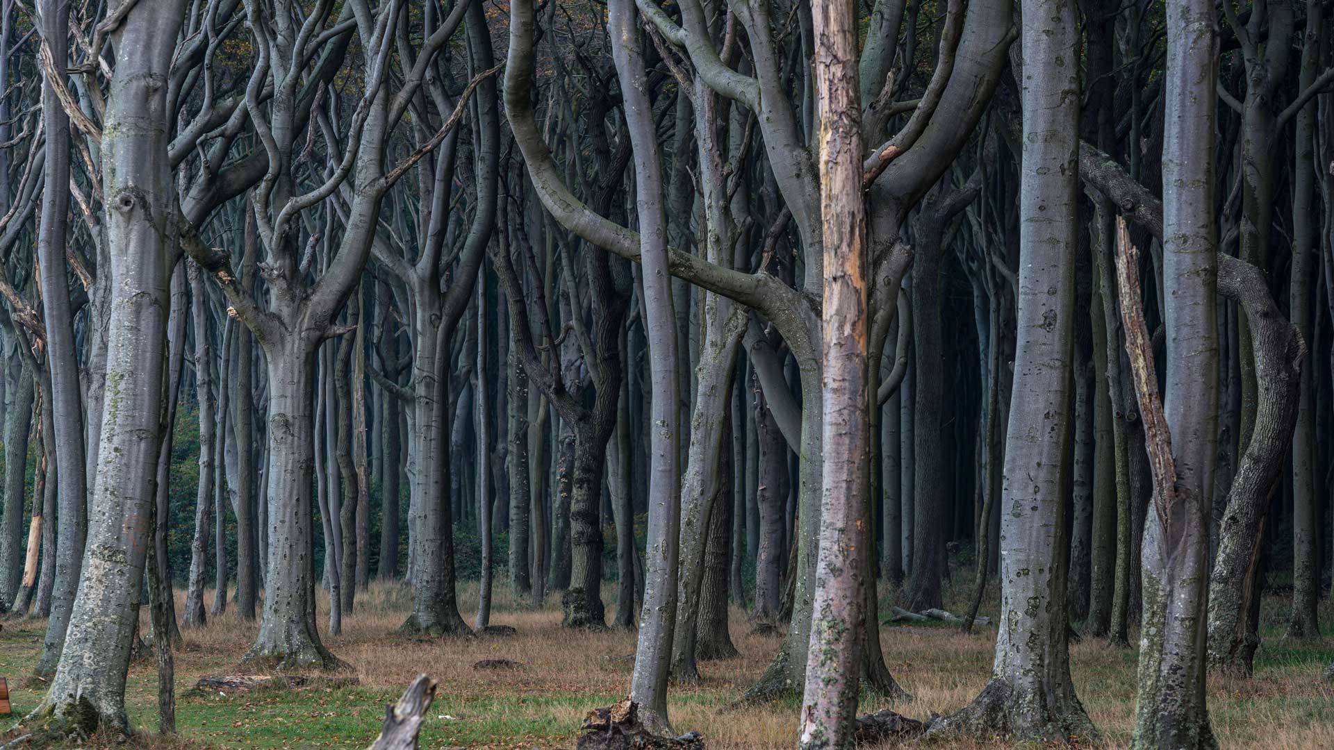 Bing HD Wallpaper Oct. 26, 2024: Gespensterwald, Nienhagen, Germany Wallpaper Gallery