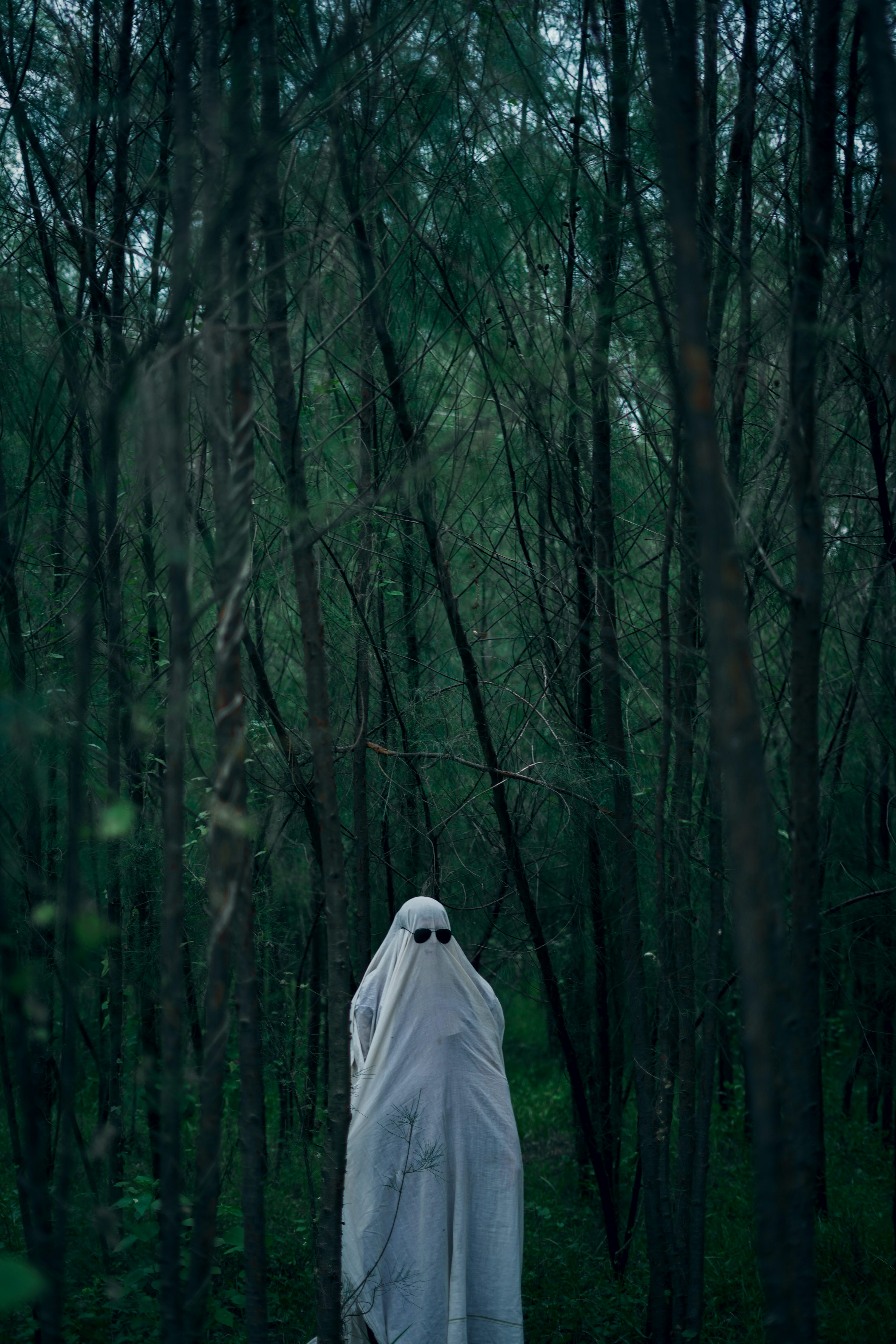 Haunted Forest Picture. Download Free Image