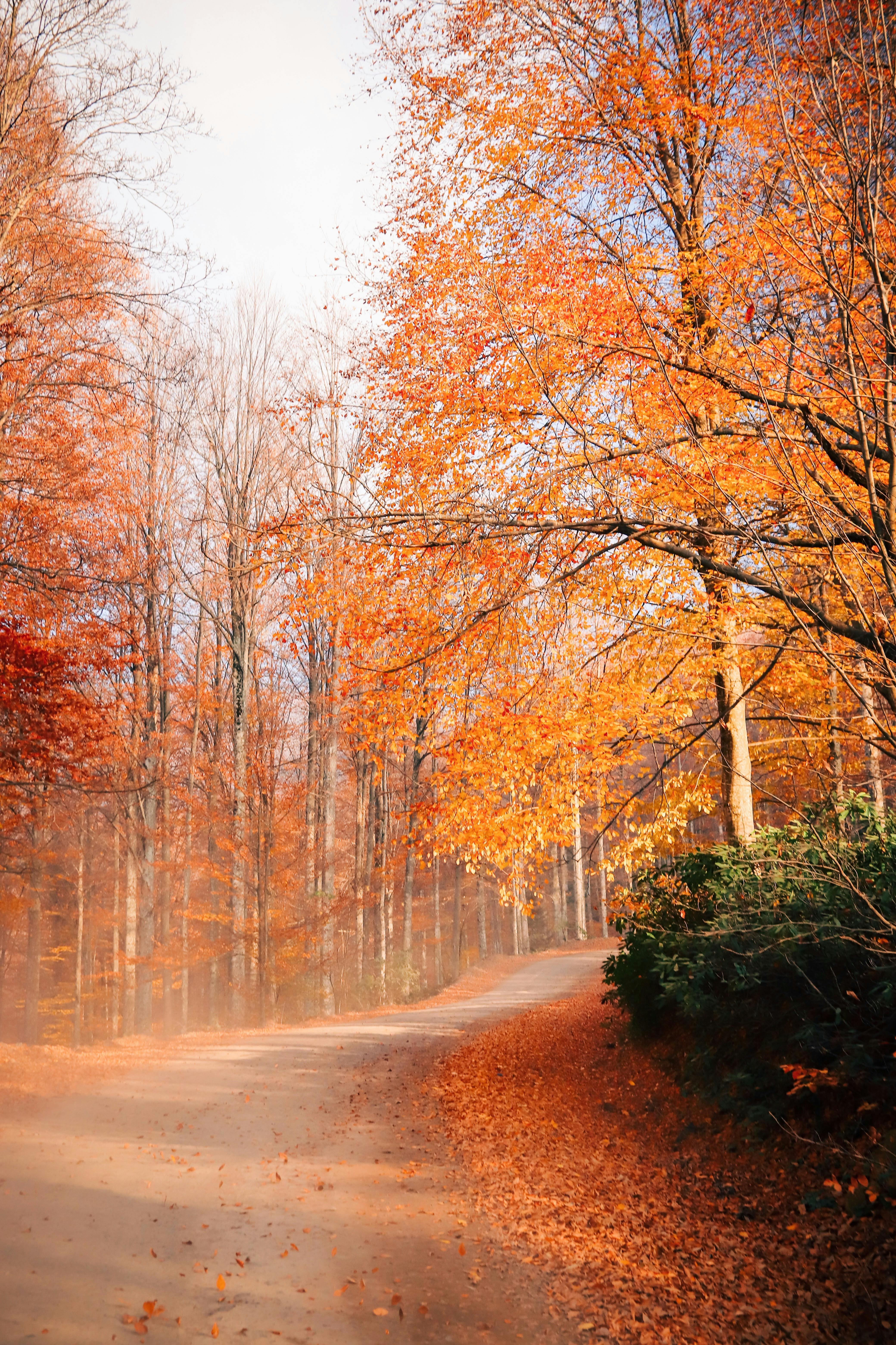 Photo Of Path In Between Woods During Autumn · Free