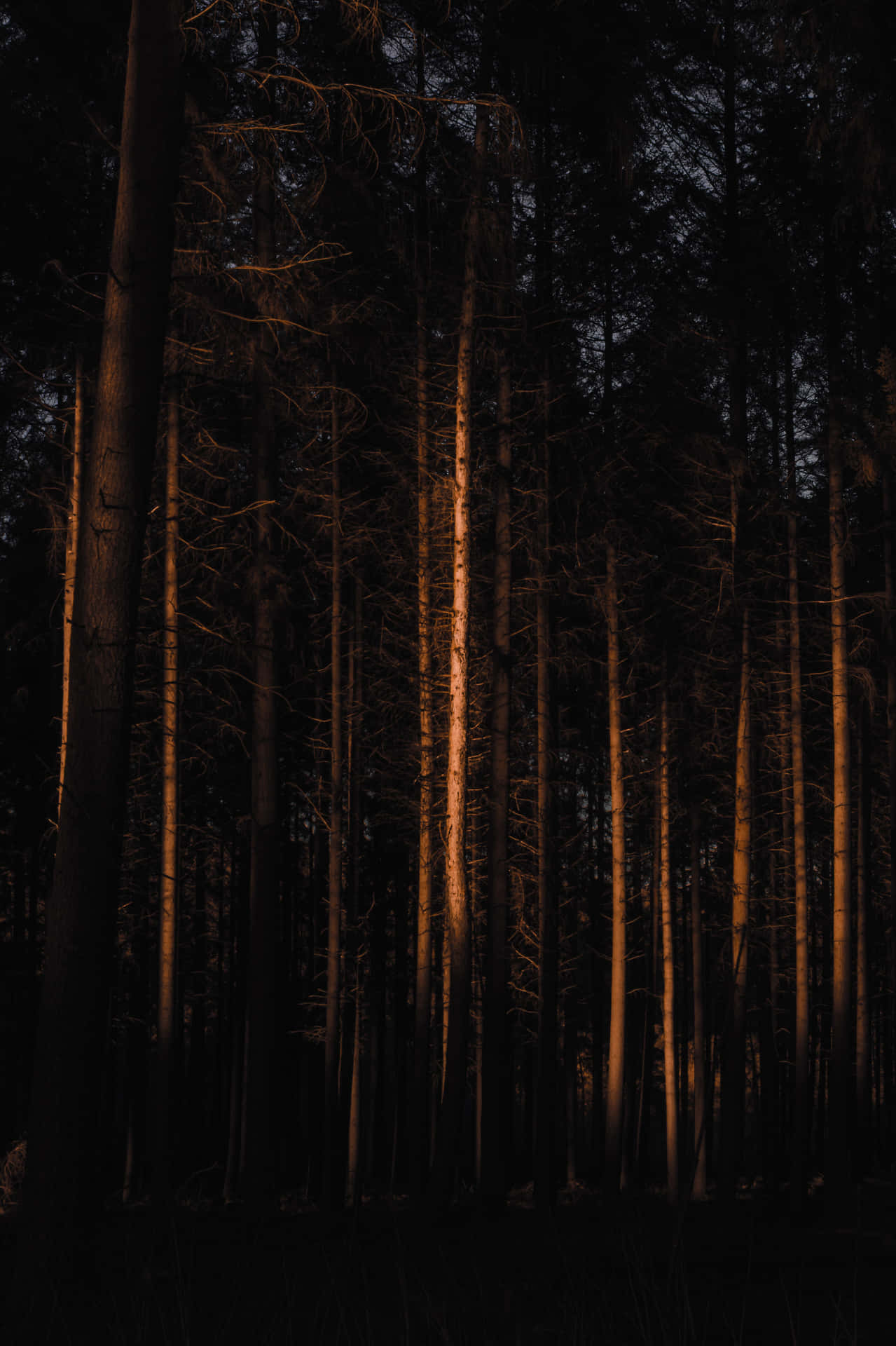 Download Desolate Dark Forest Portrait Wallpaper
